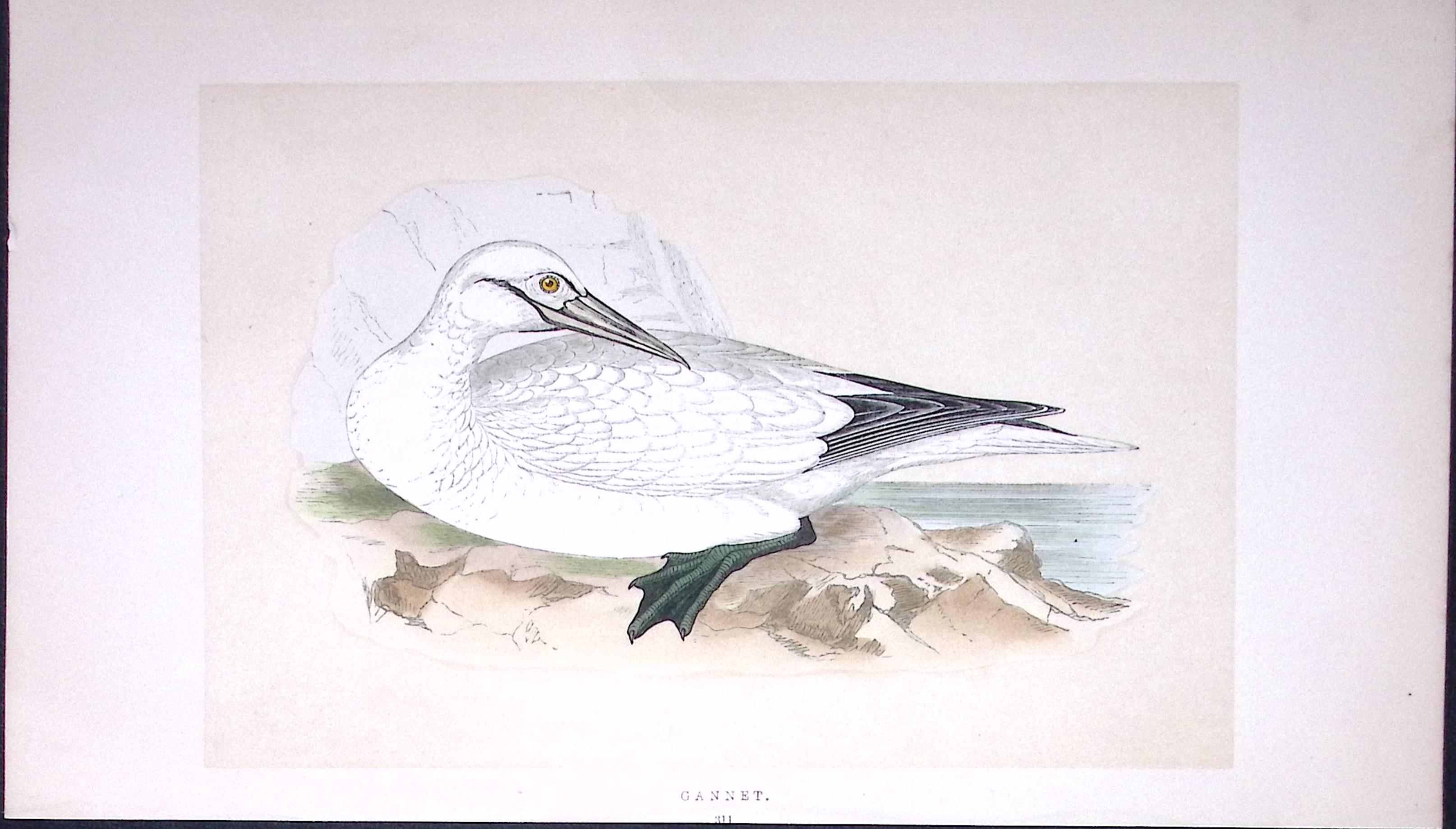 Garnet Bird- Rev Morris First Edition Antique Woodblock Engraving-185