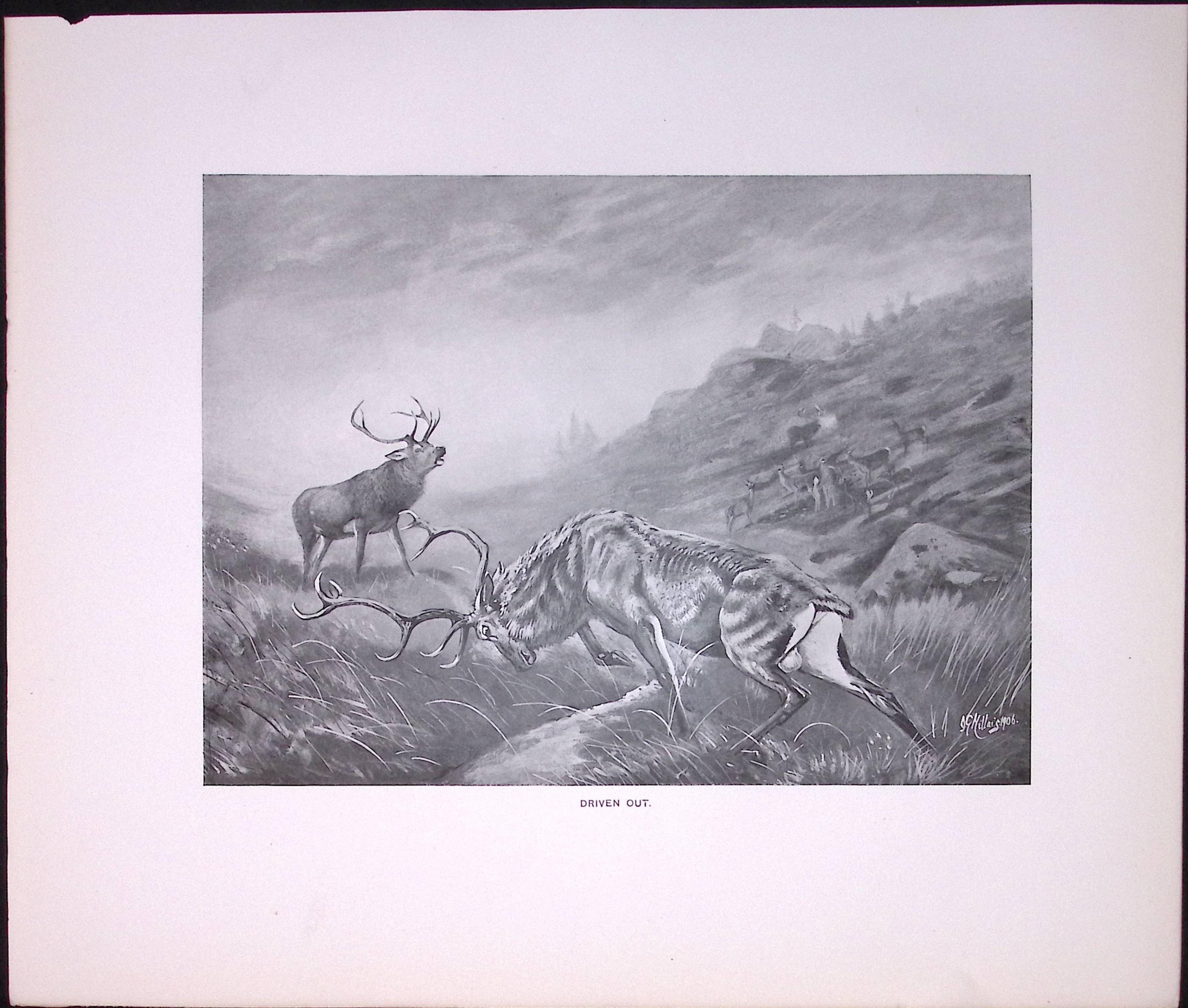 Job-Lot J.G. Millais Rare Limited-Edition Stag Family Species Antique Prints-17