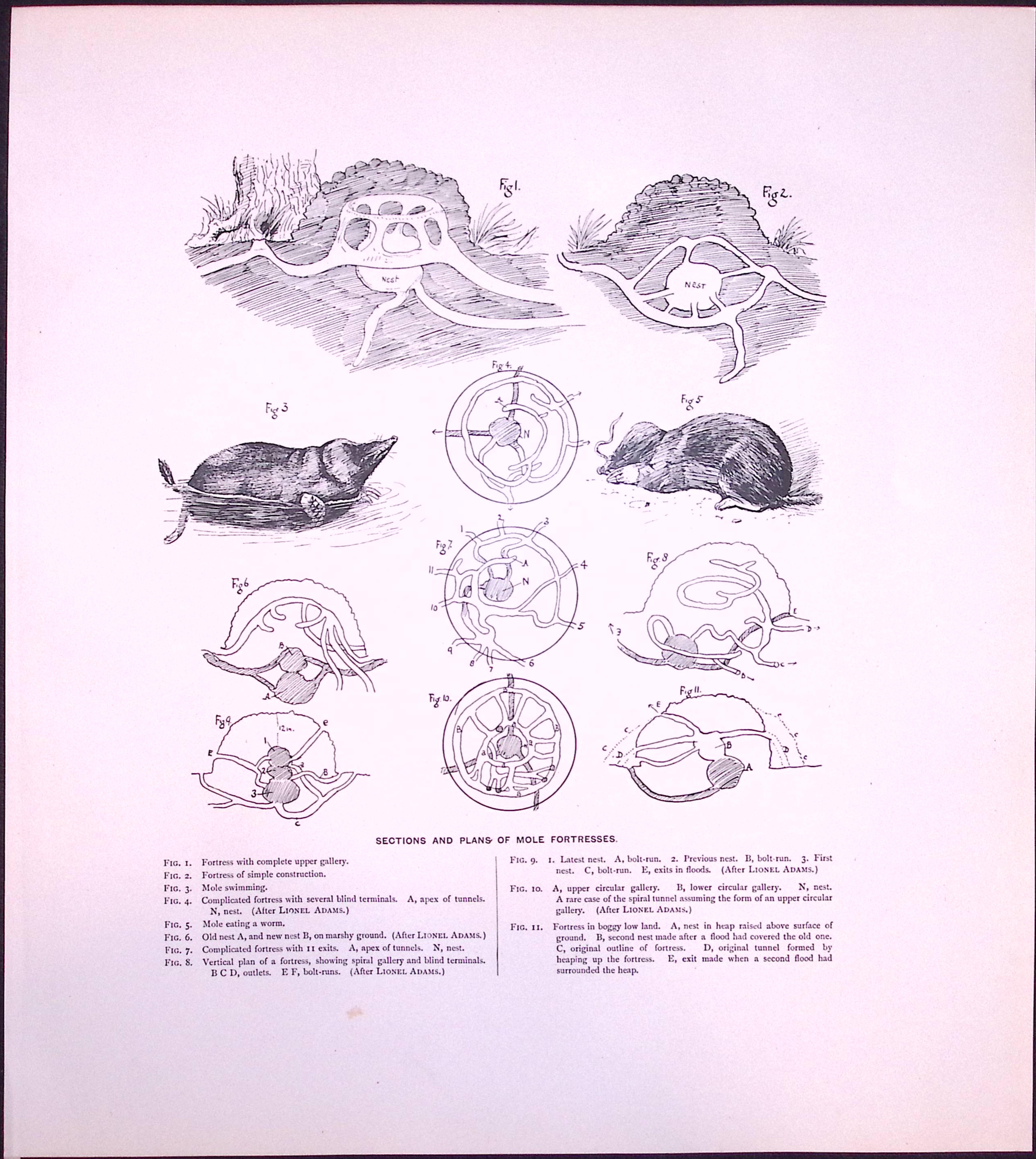 Job-Lot J.G. Millais Rare Limited-Edition Mole Family Species Antique Prints-22