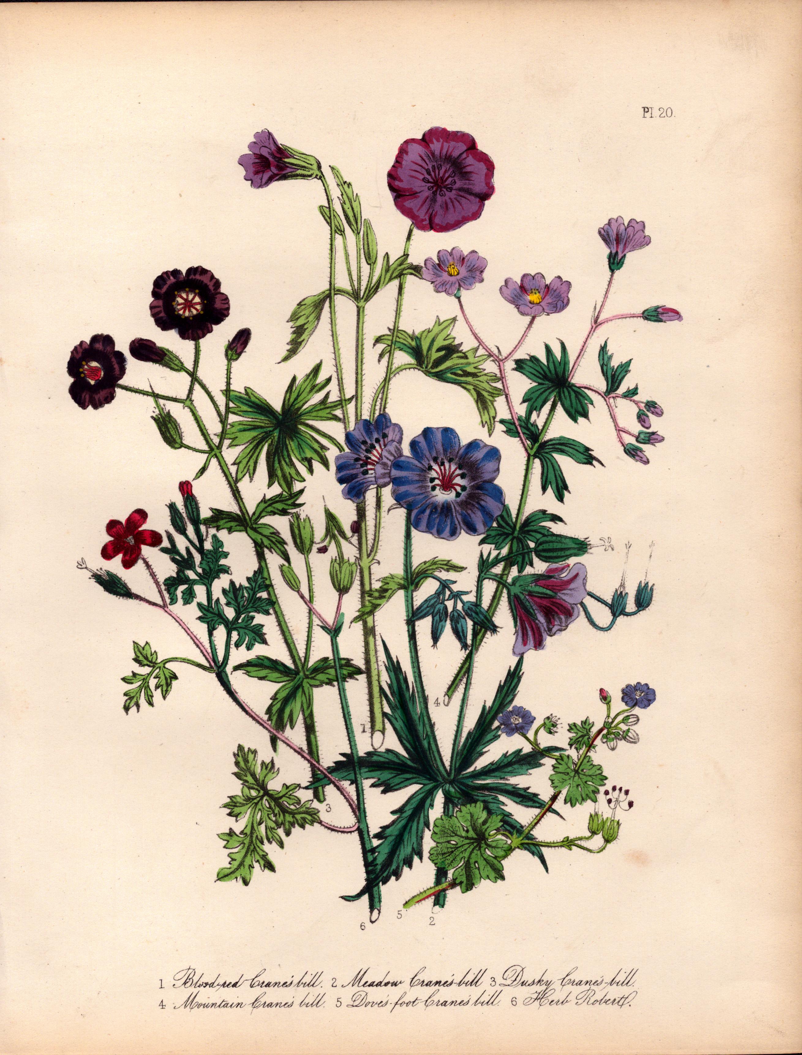 Rare 165-Yr-Old Antique Wildflower Gilt-Edged Illustration Jane Webb Loudon -20.