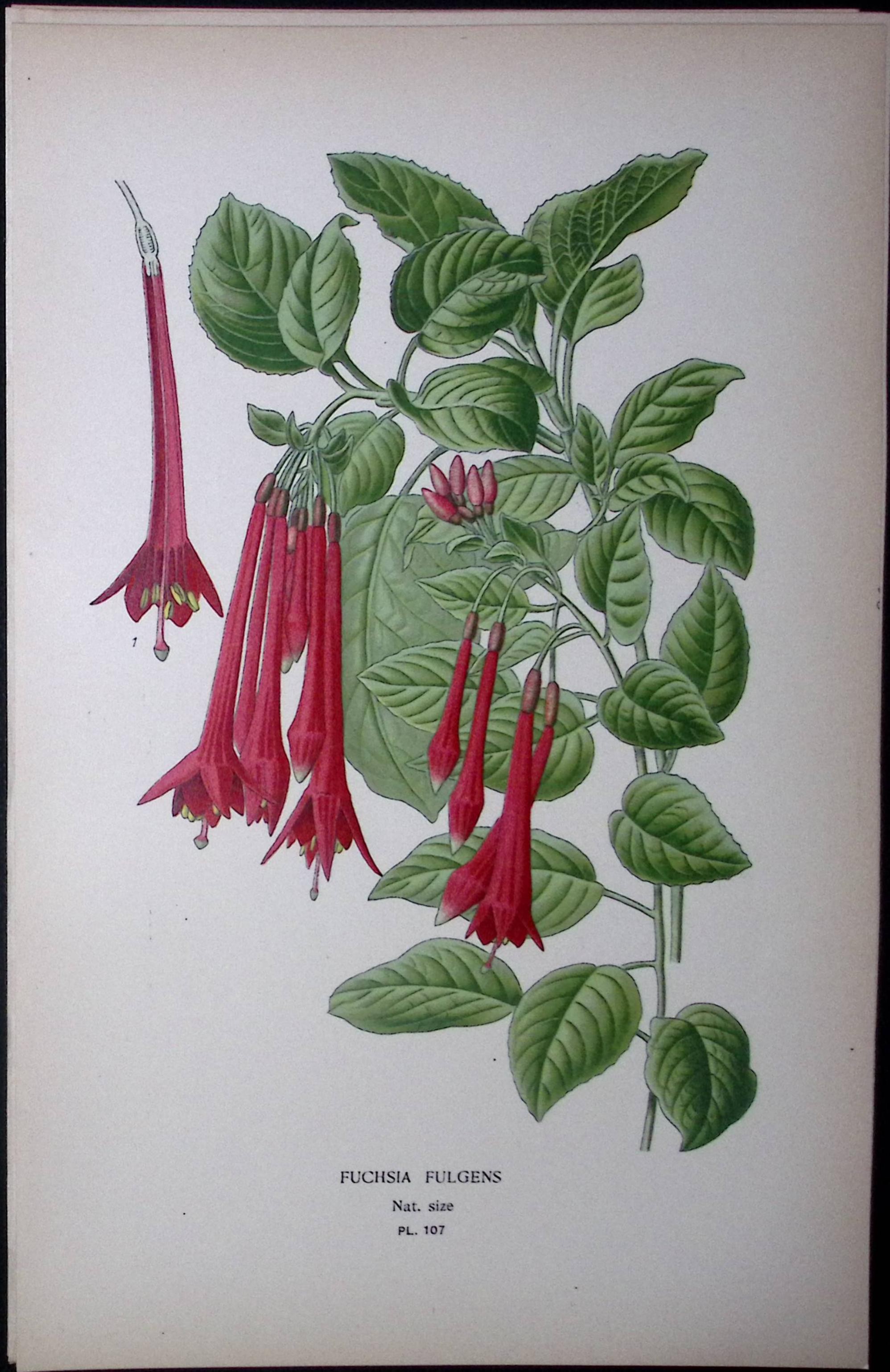 Brazilian Fuchsia Edward Step Rare Antique Botanical Book Plate-217