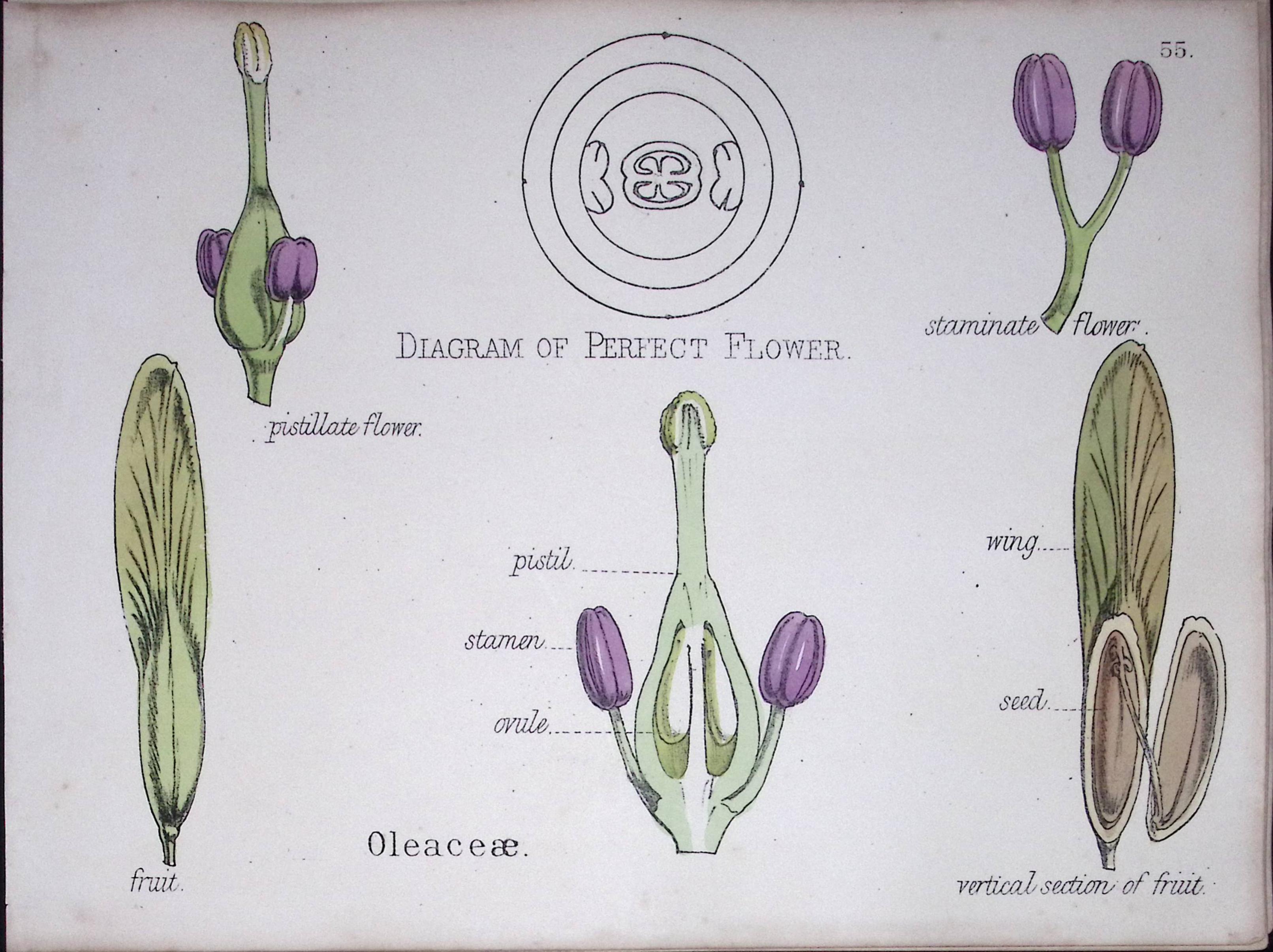 Olive Family Botanical Flower Diagram Rare Antique First Edition Illustration-55