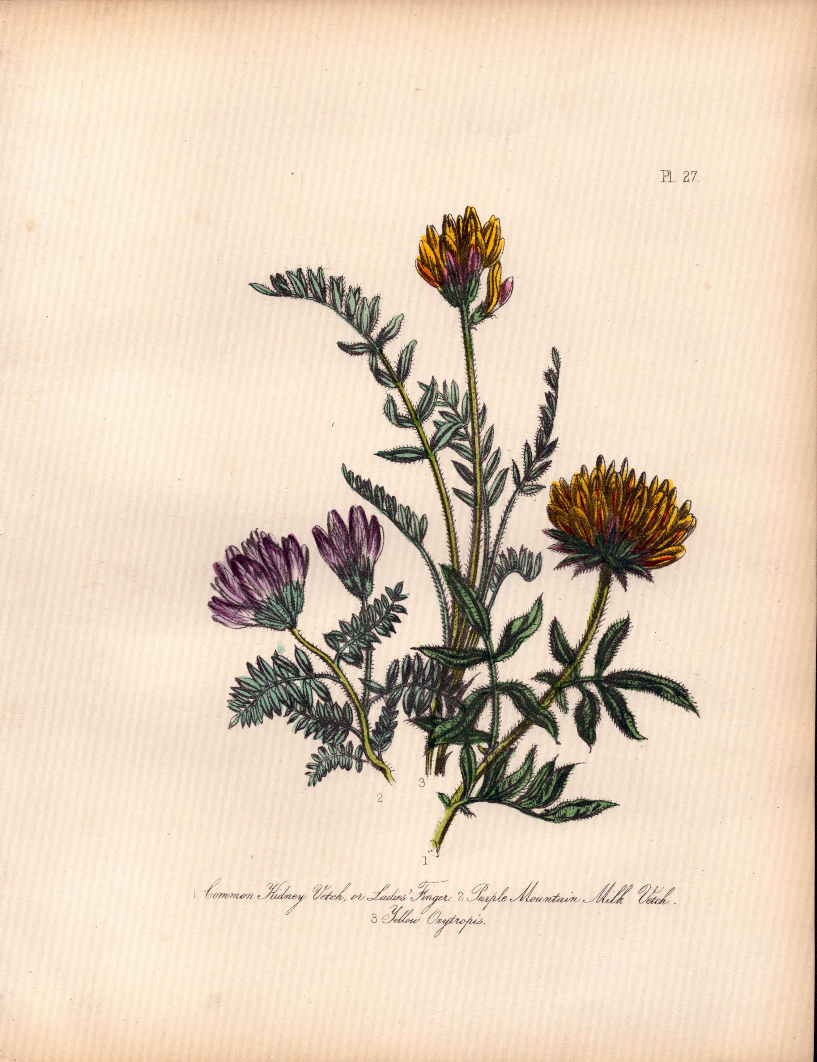 Rare 165-Yr-Old Antique Wildflower Gilt-Edged Illustration Jane Webb Loudon-27.