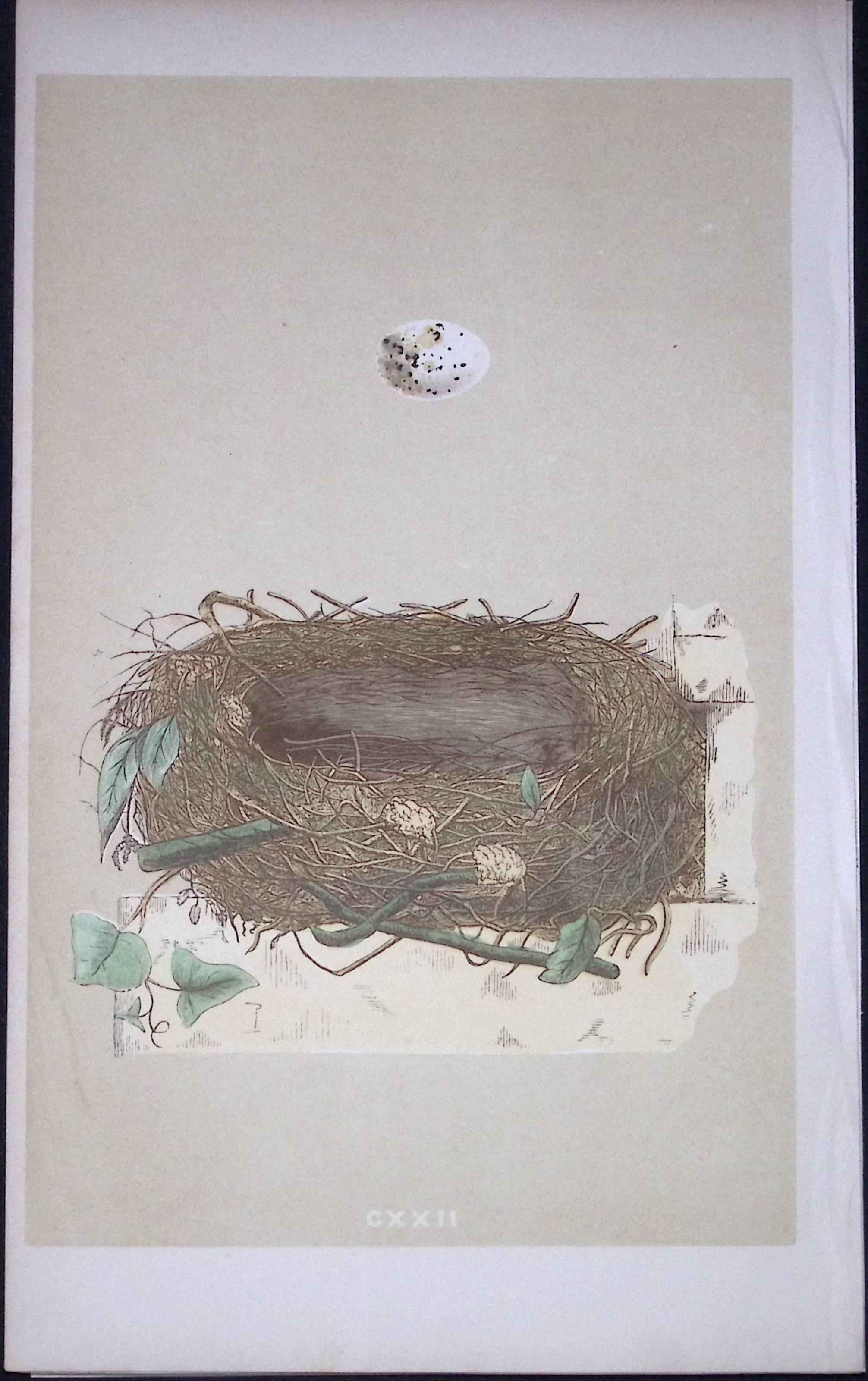 Rev Morris Orphean Warbler Bird Nest & Egg Antique Woodblock Engraving-78