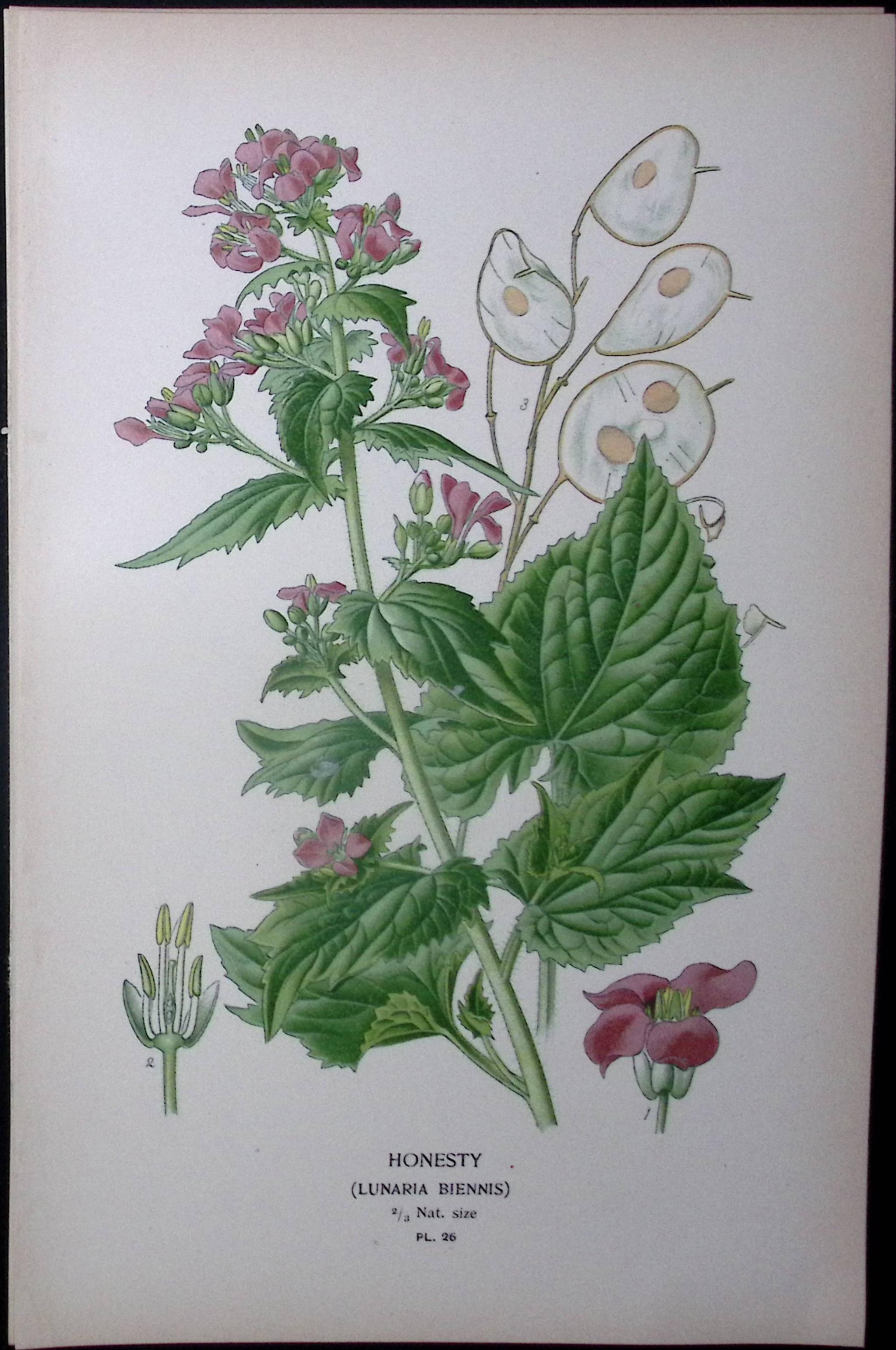 Honesty Flower Edward Step Rare Antique Botanical Book Plate-26