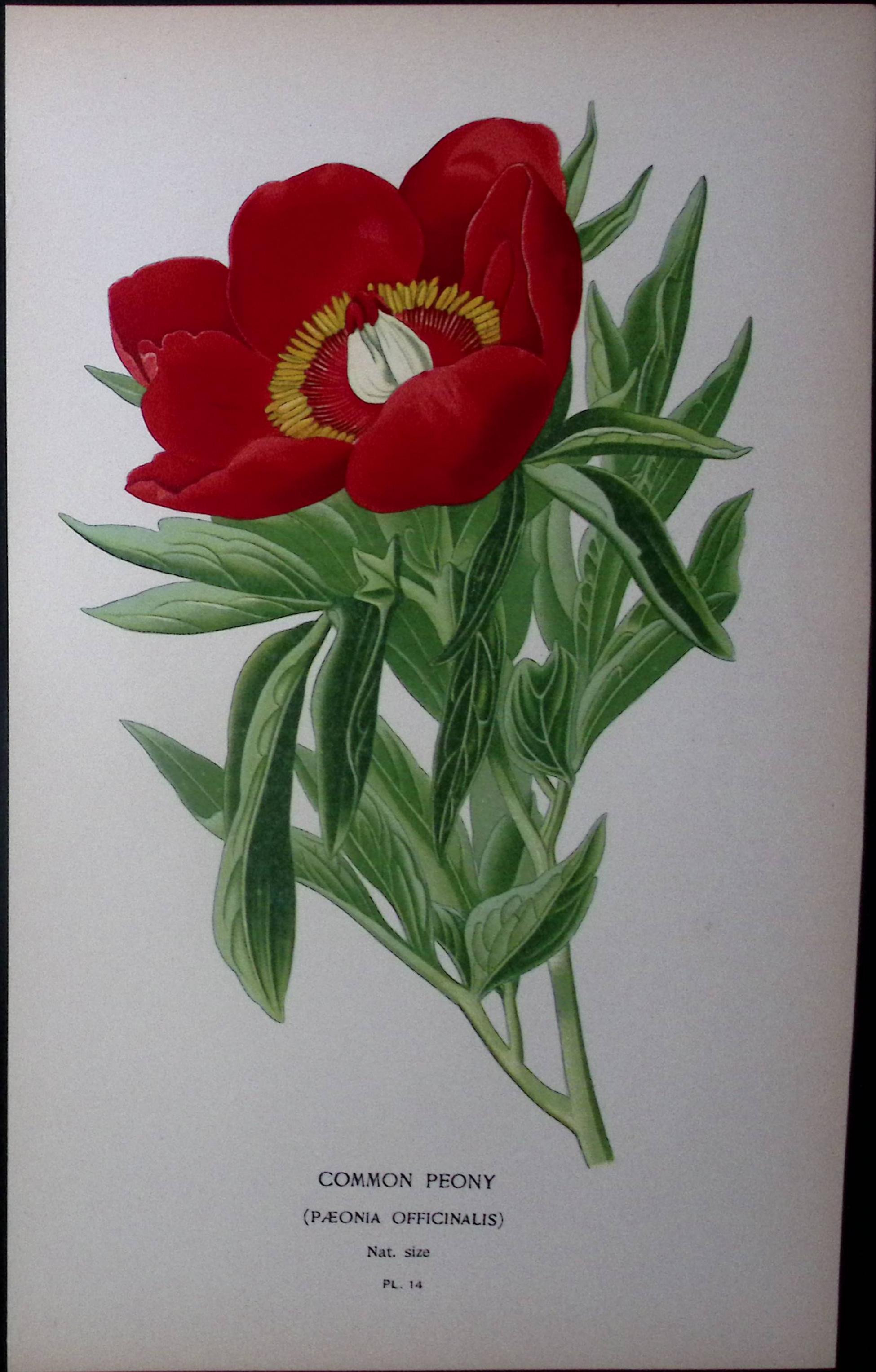Common Peony Edward Step Rare Antique Botanical Book Plate-14