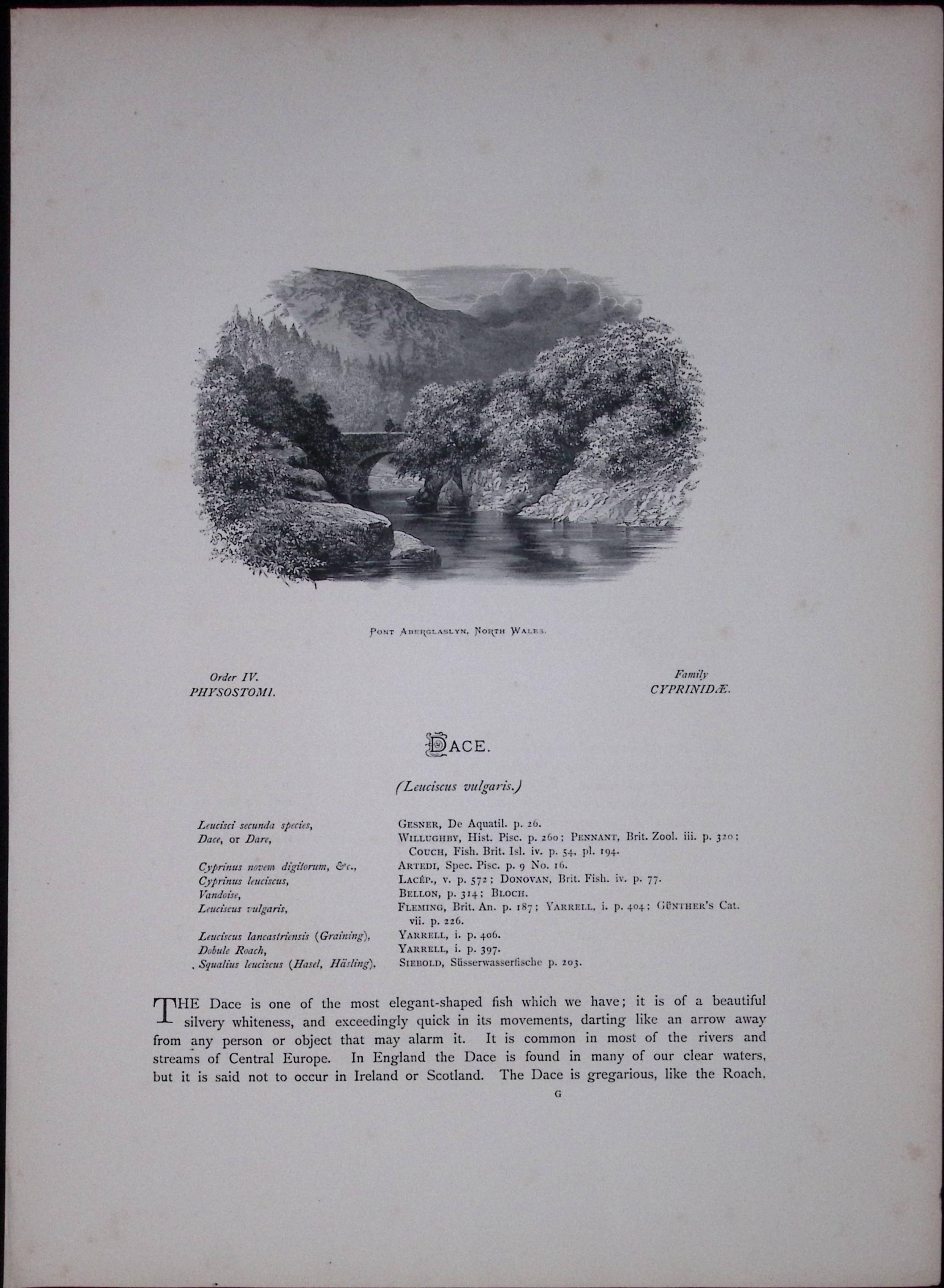 Graining, Dace Rev Houghton British Freshwater Fish 1879 Scarce Engraving-32