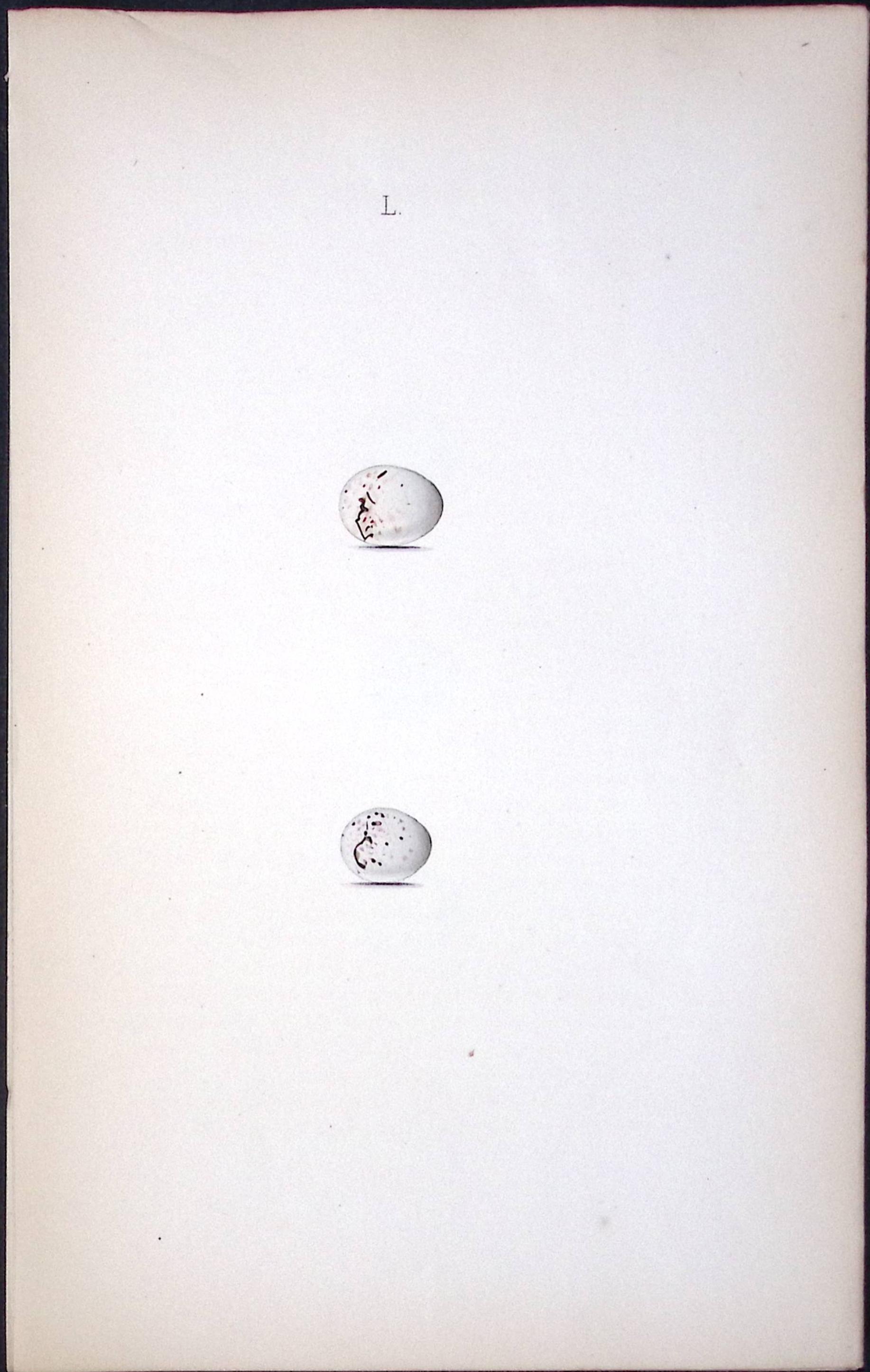 Goldfinch- William Hewitson Antique Nests & Eggs of British Birds Print-64