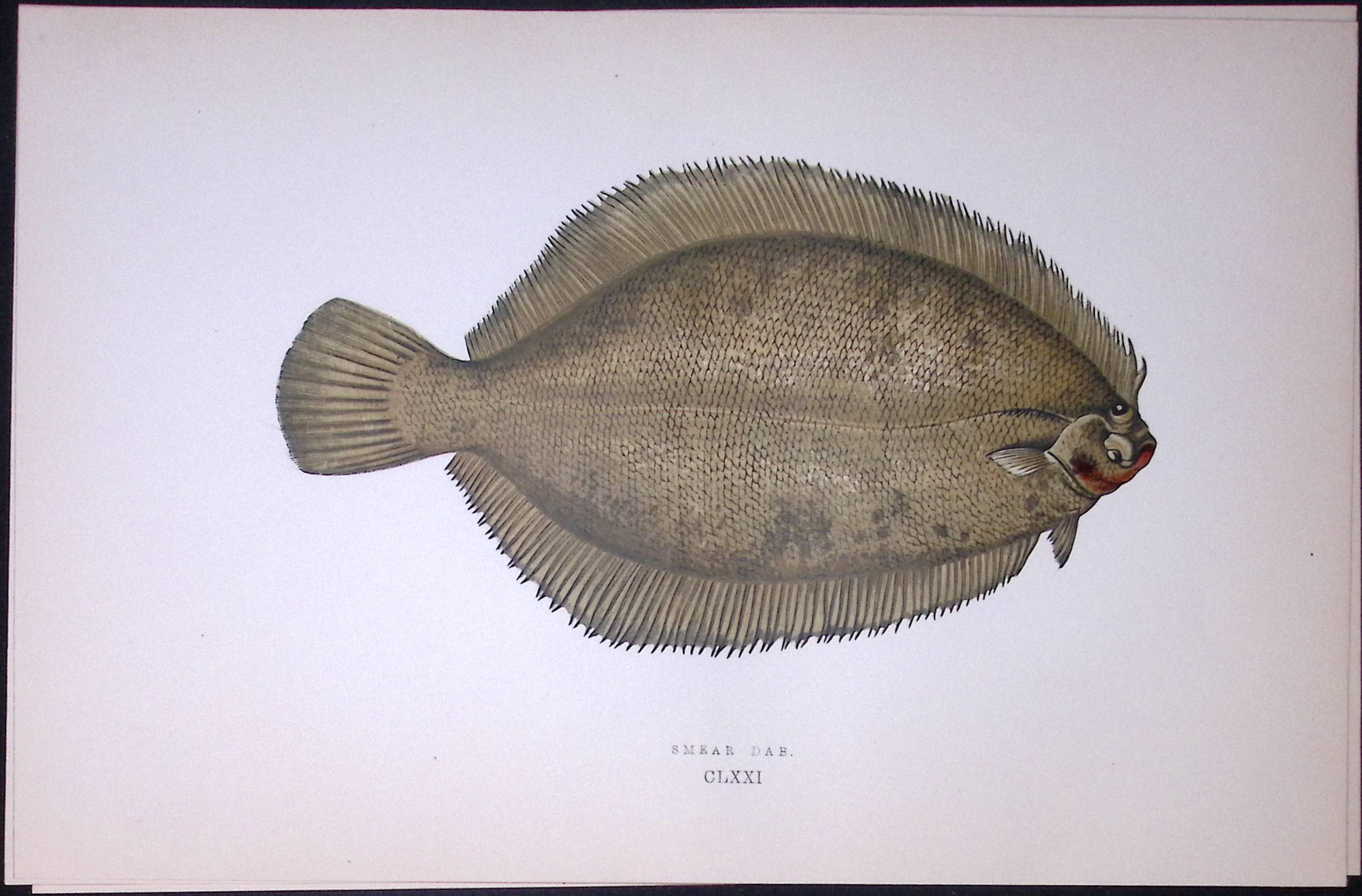 Smear Dab Fish Scarce Antique 1877 J. Couch Woodblock Engraving-174