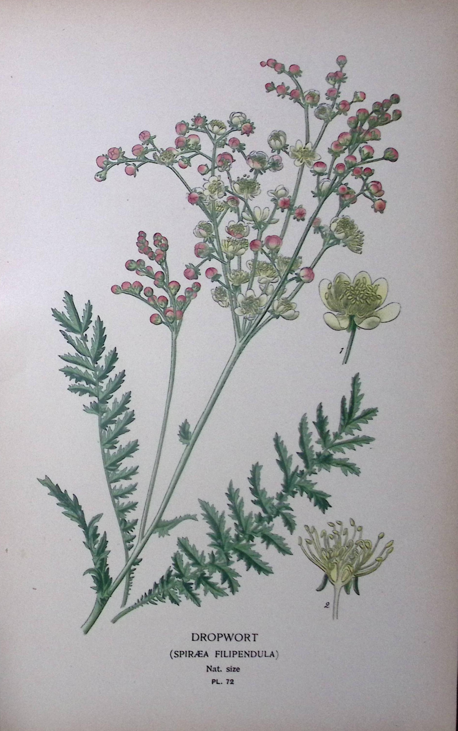 Dropwort Edward Step Rare Antique Botanical Book Plate-72