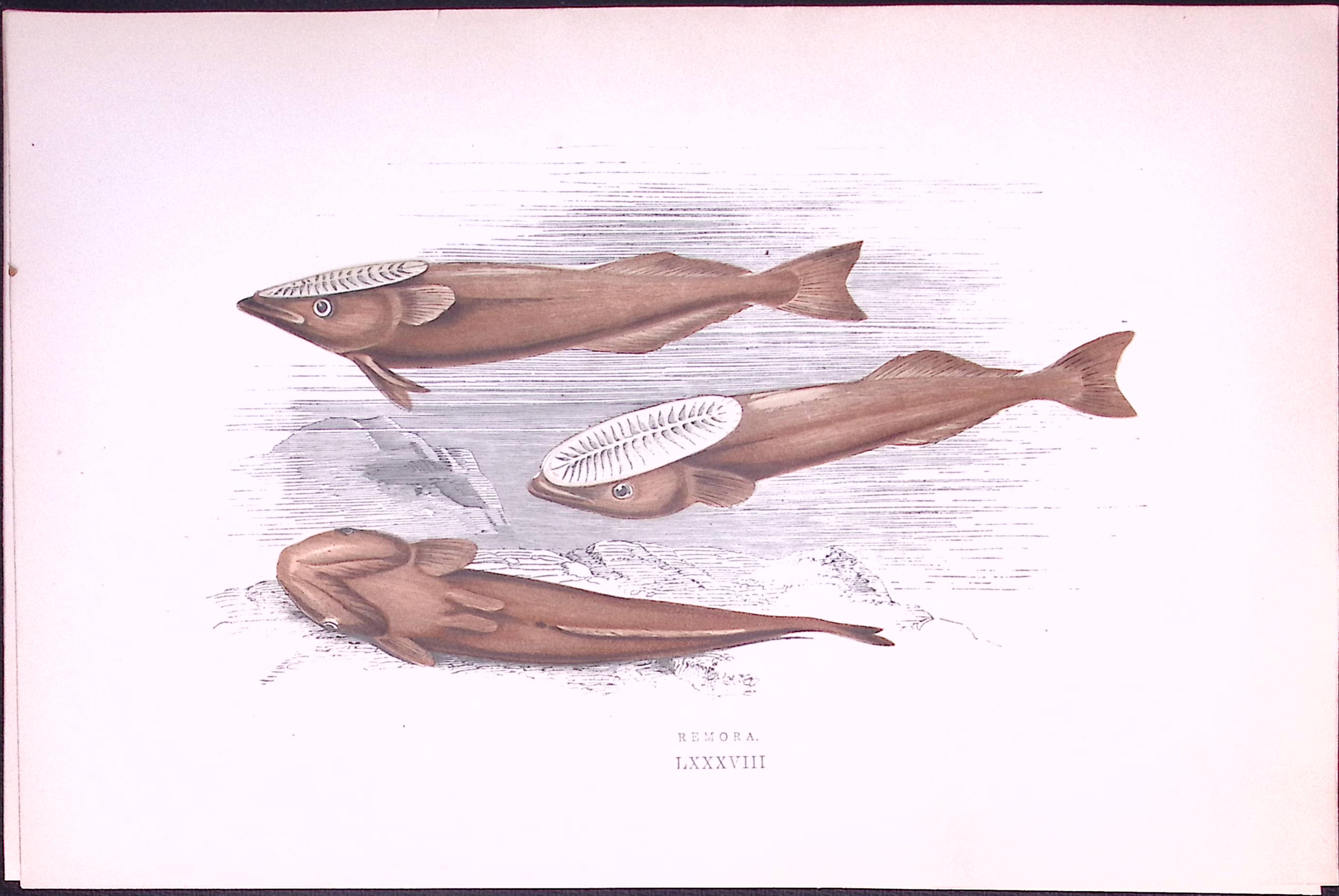 Remora Fish Scarce Antique 1877 J. Couch Woodblock Engraving-228
