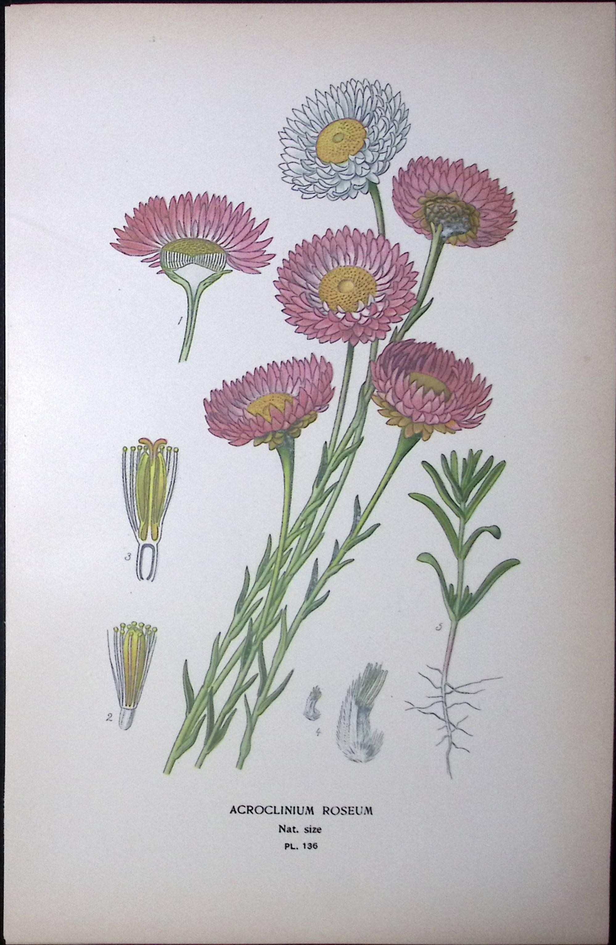 Pink Paper Daisy Edward Step Rare Antique Botanical Book Plate-136
