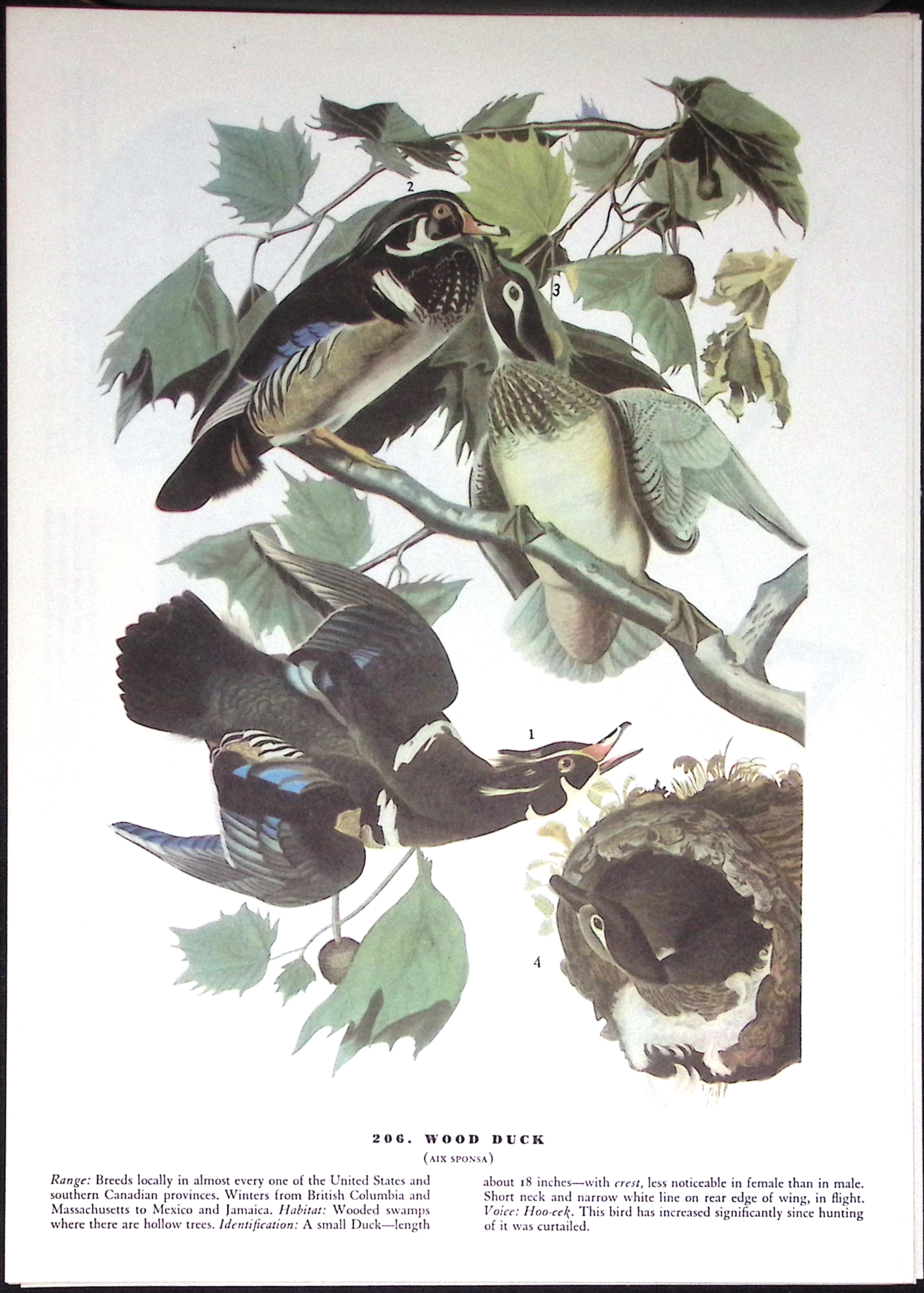 Job-Lot John James Audubon Birds of America 72-Year-Old Coloured Book Plates-28