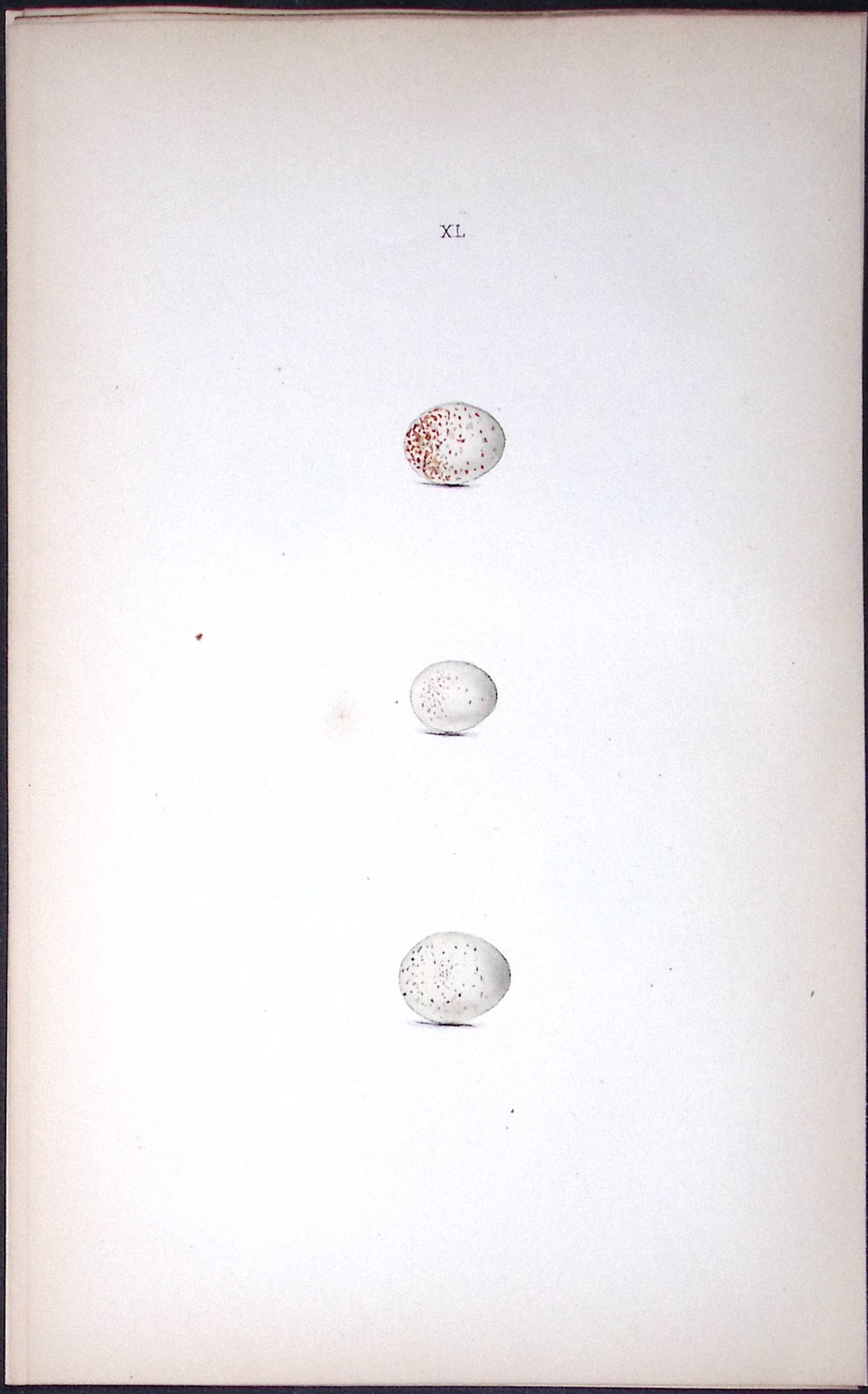 Marsh Titmouse William Hewitson Antique Nests & Eggs of British Birds Print-73