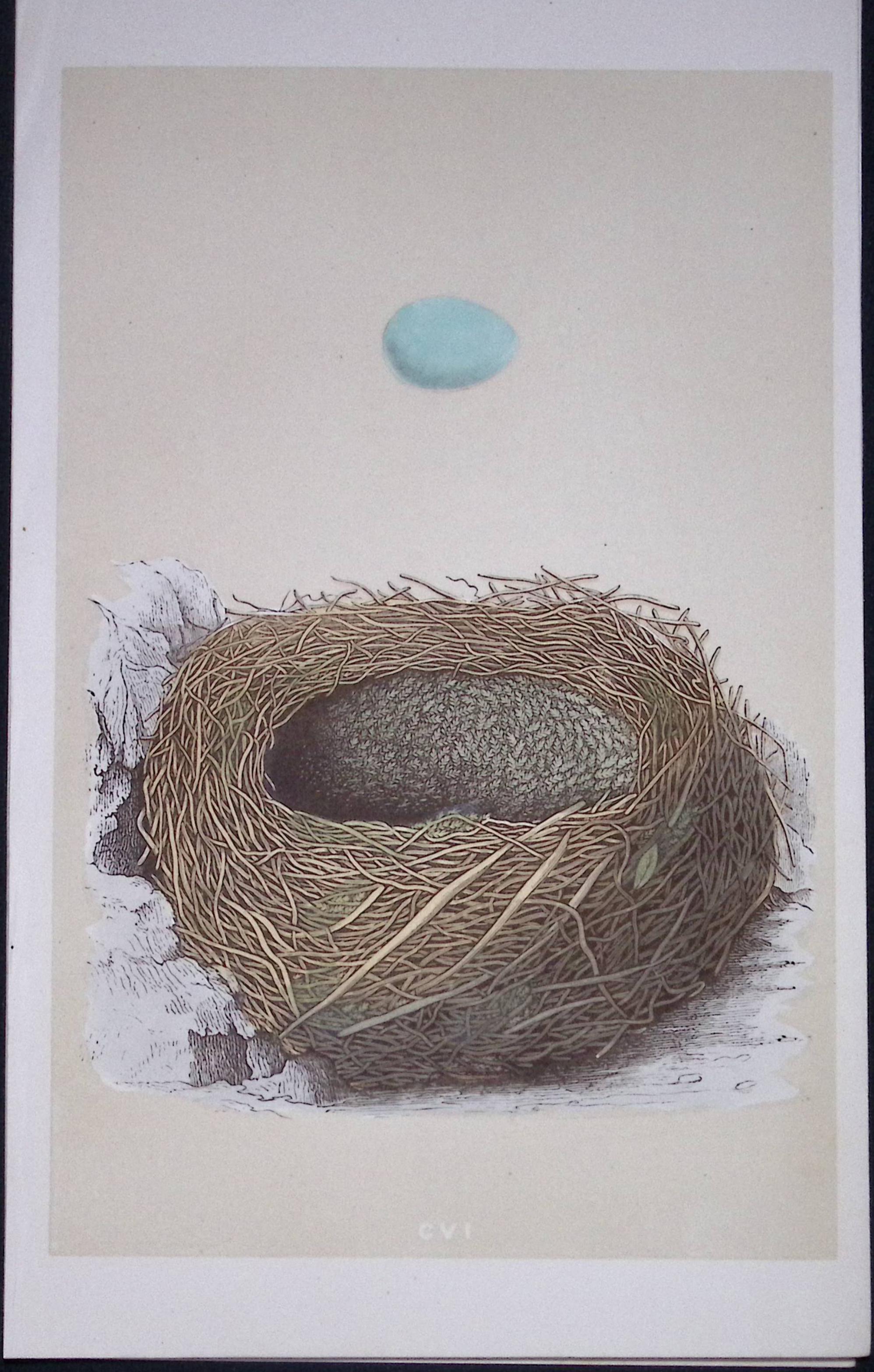 Rev Morris Alpine Accentor Bird Nest & Egg Antique Woodblock Engraving-68