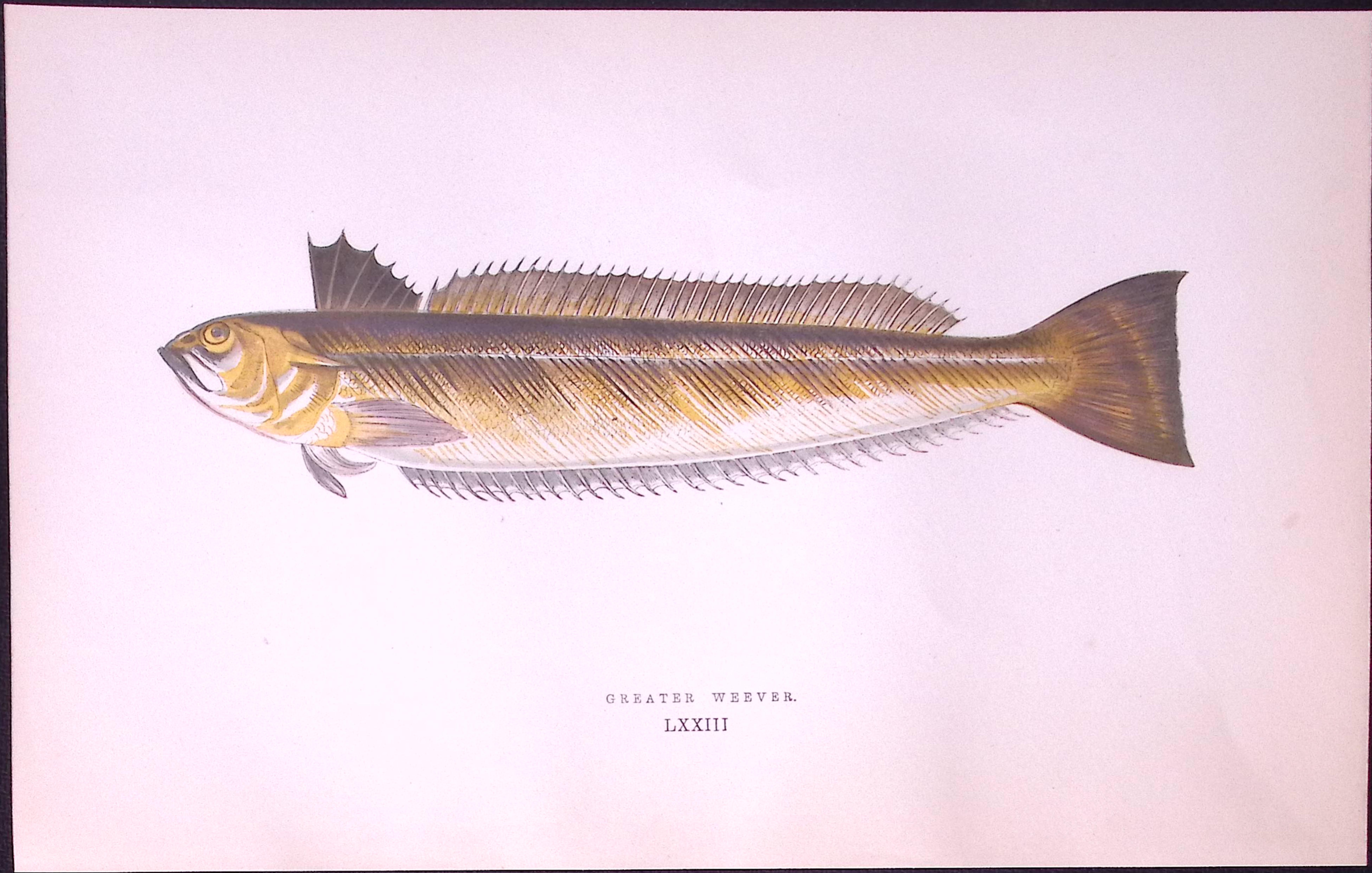 Greater Weever Fish Scarce Antique 1877 J. Couch Woodblock Engraving-219