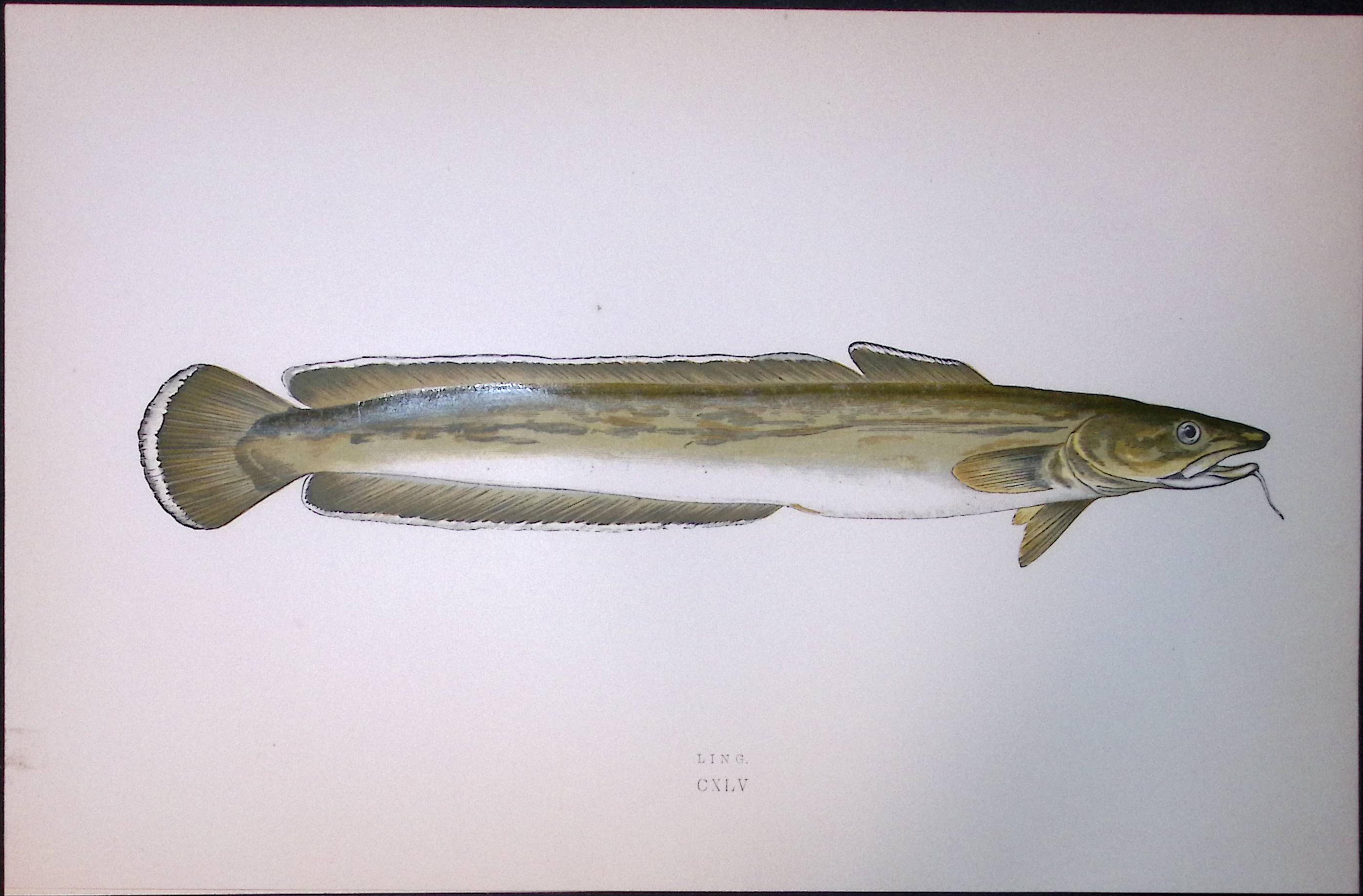 Common Ling Fish Scarce Antique 1877 J. Couch Woodblock Engraving-195