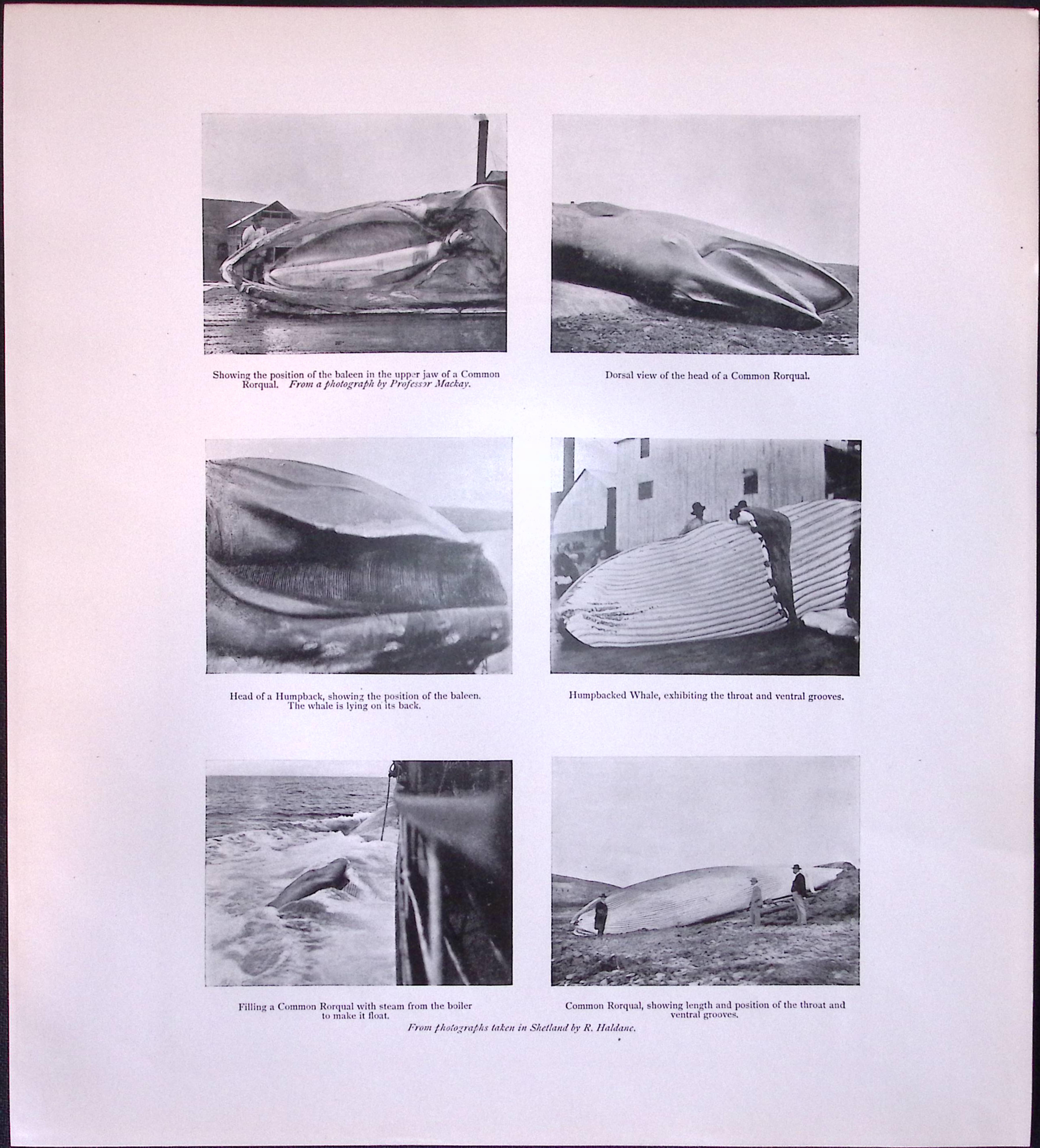 Job-Lot J.G. Millais Rare Limited-Edition Whales Family Species Antique Prints-9