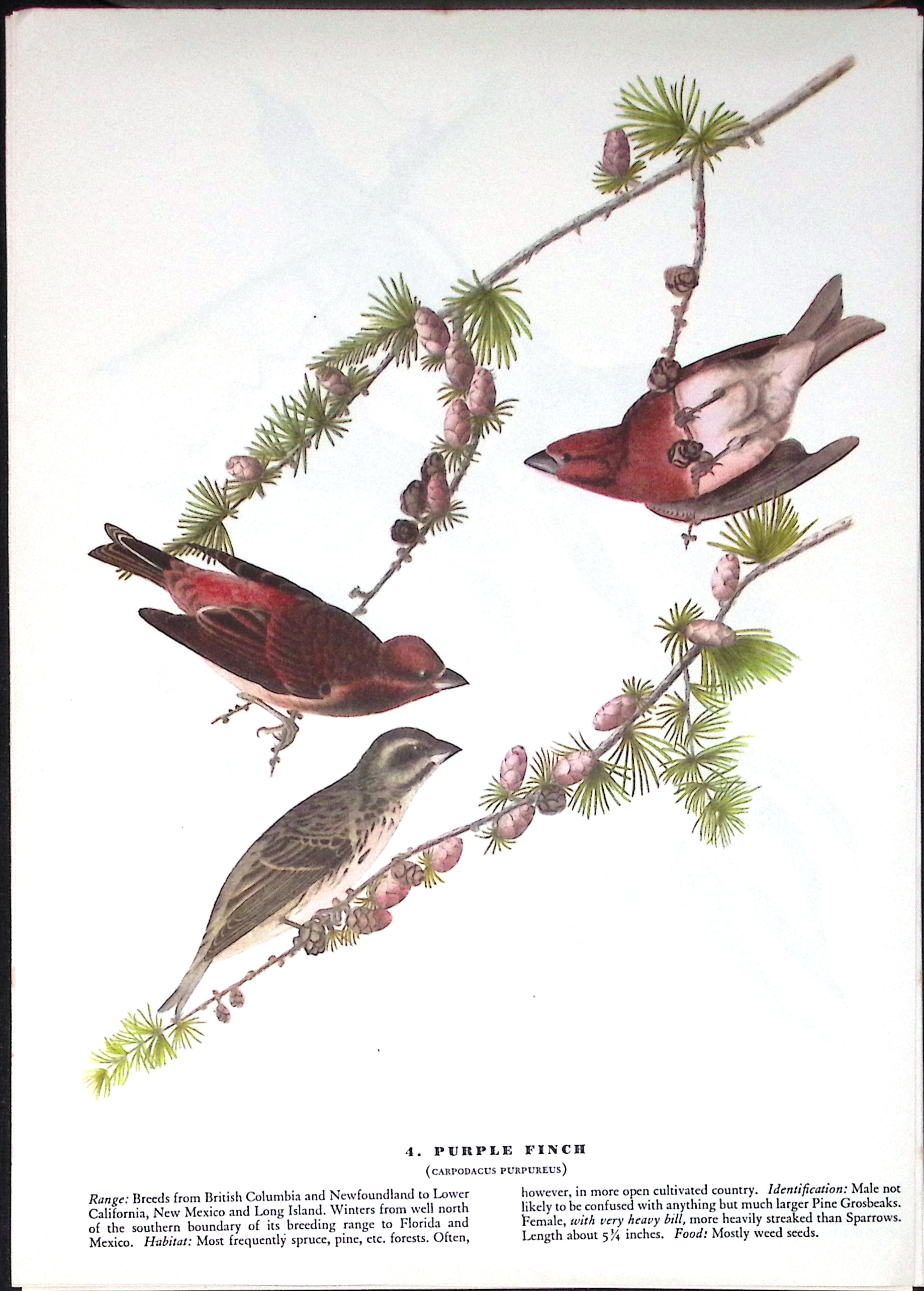 Job-Lot John James Audubon Birds of America 72-Year-Old Coloured Book Plates-30