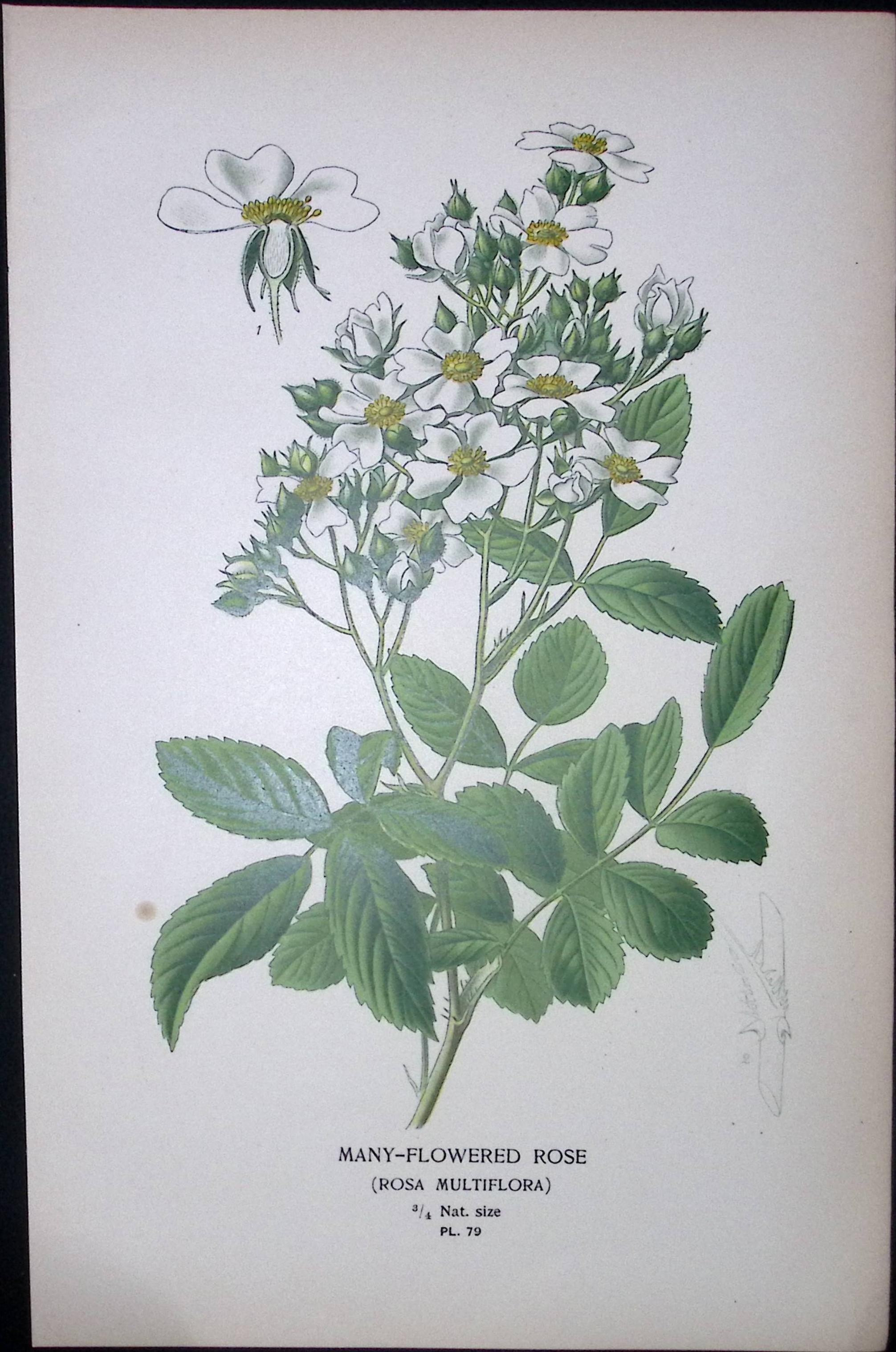 Many Flowered Rose Edward Step Rare Antique Botanical Book Plate-79