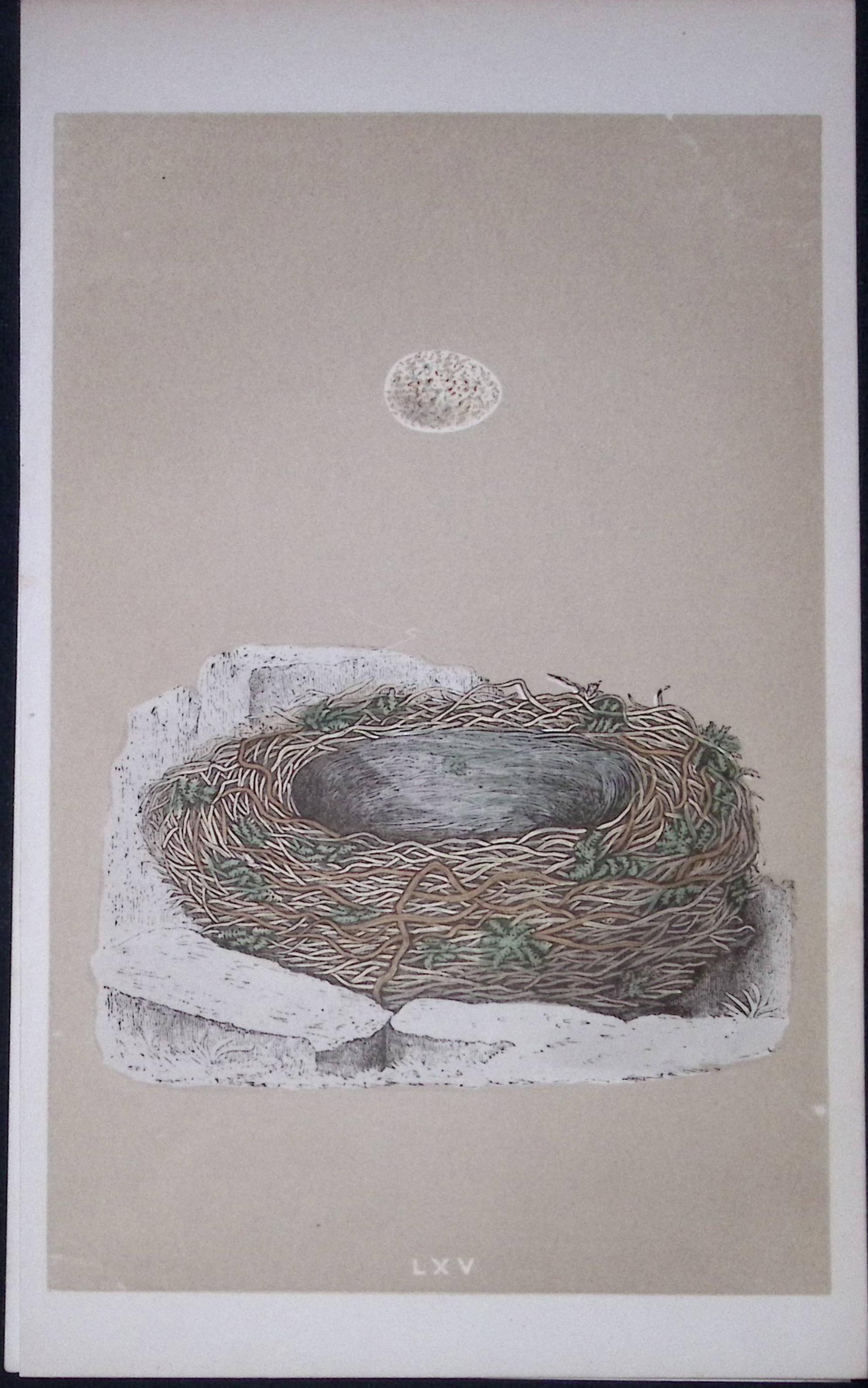 Rev Morris Great Wagtail Bird Nest & Egg Antique Woodblock Engraving-16