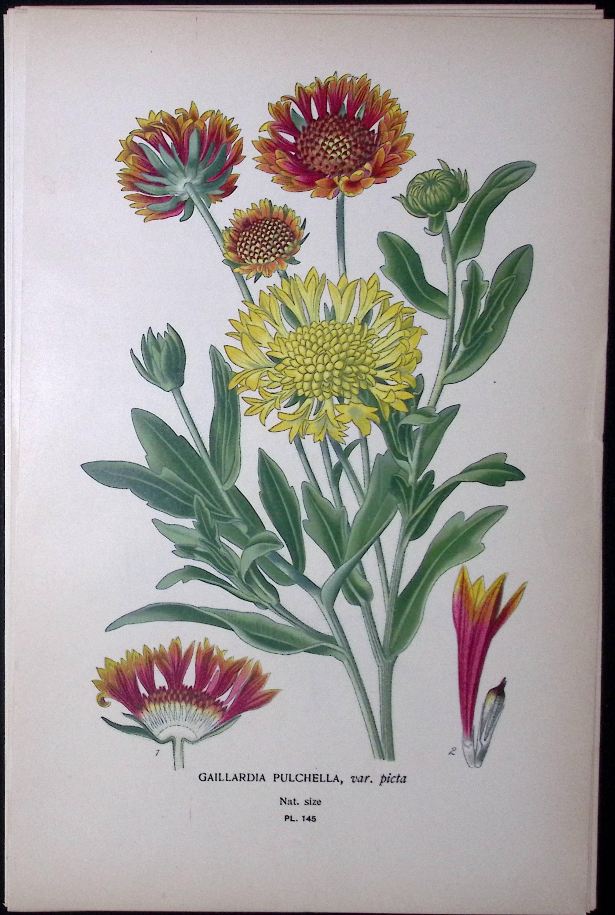 Indian Blanket Edward Step Rare Antique Botanical Book Plate-145