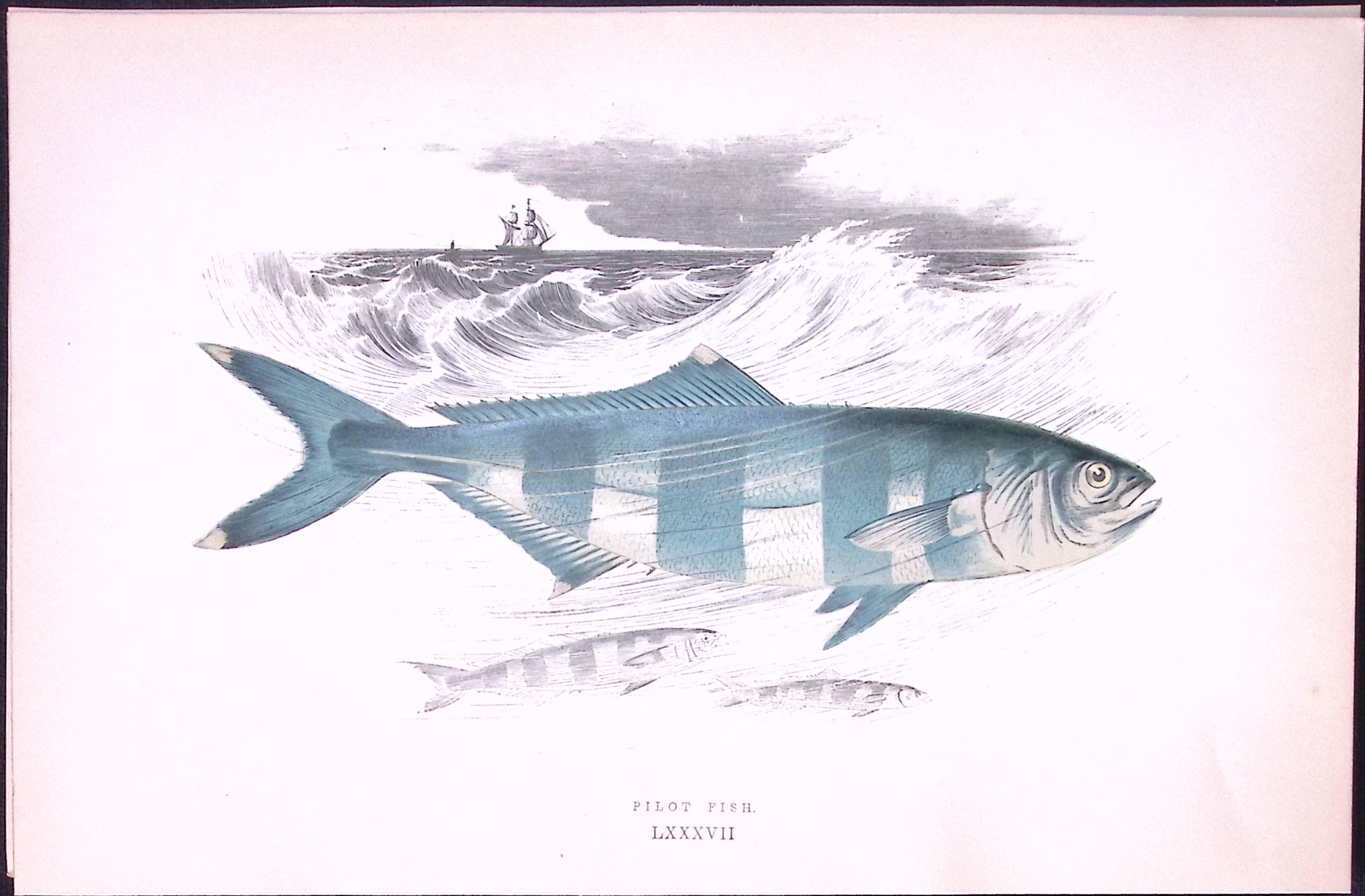 Pilot Fish Scarce Antique 1877 J. Couch Woodblock Engraving-226