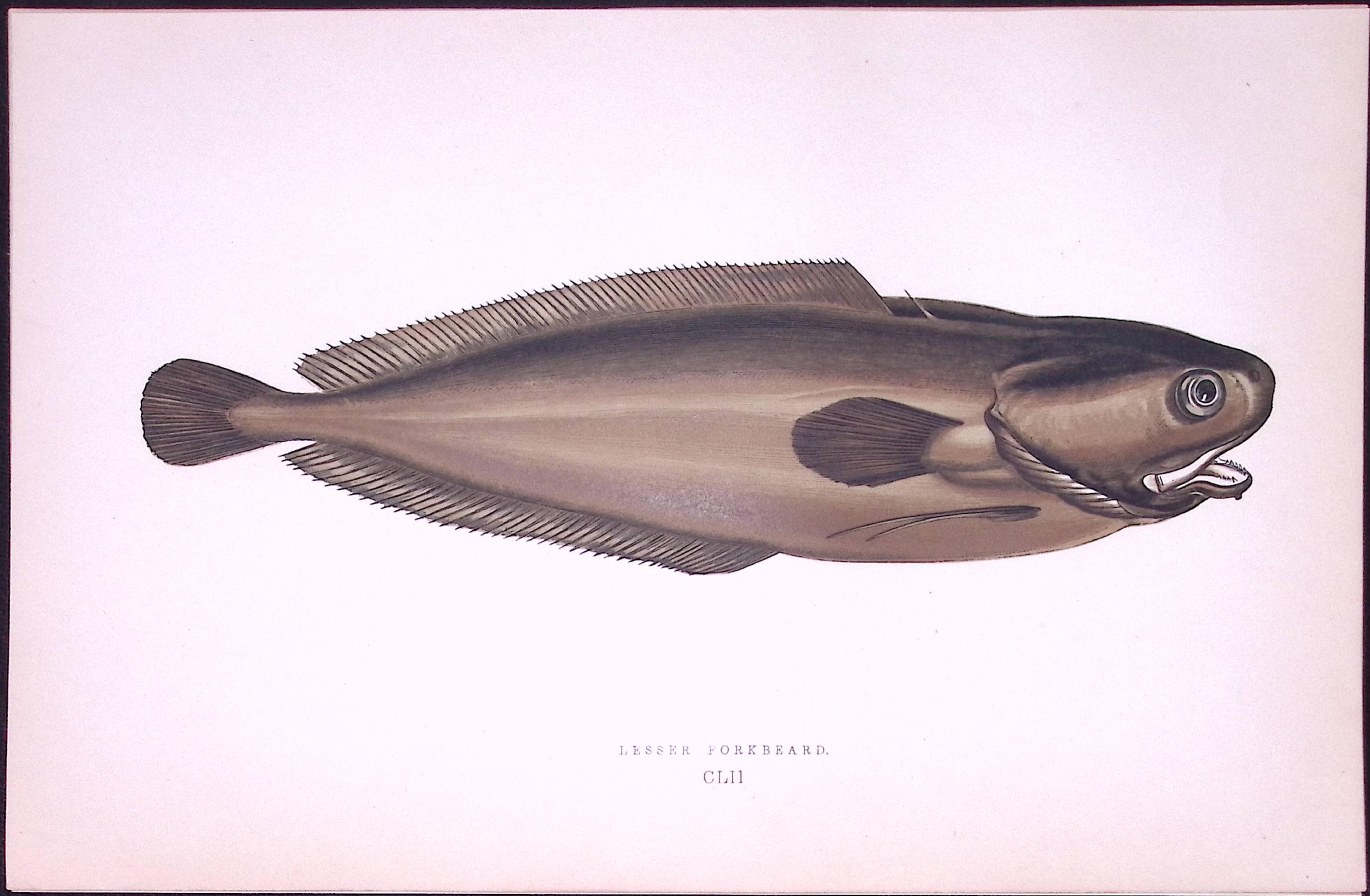 Lesser Forkbeard Fish Scarce Antique 1877 J. Couch Woodblock Engraving-79