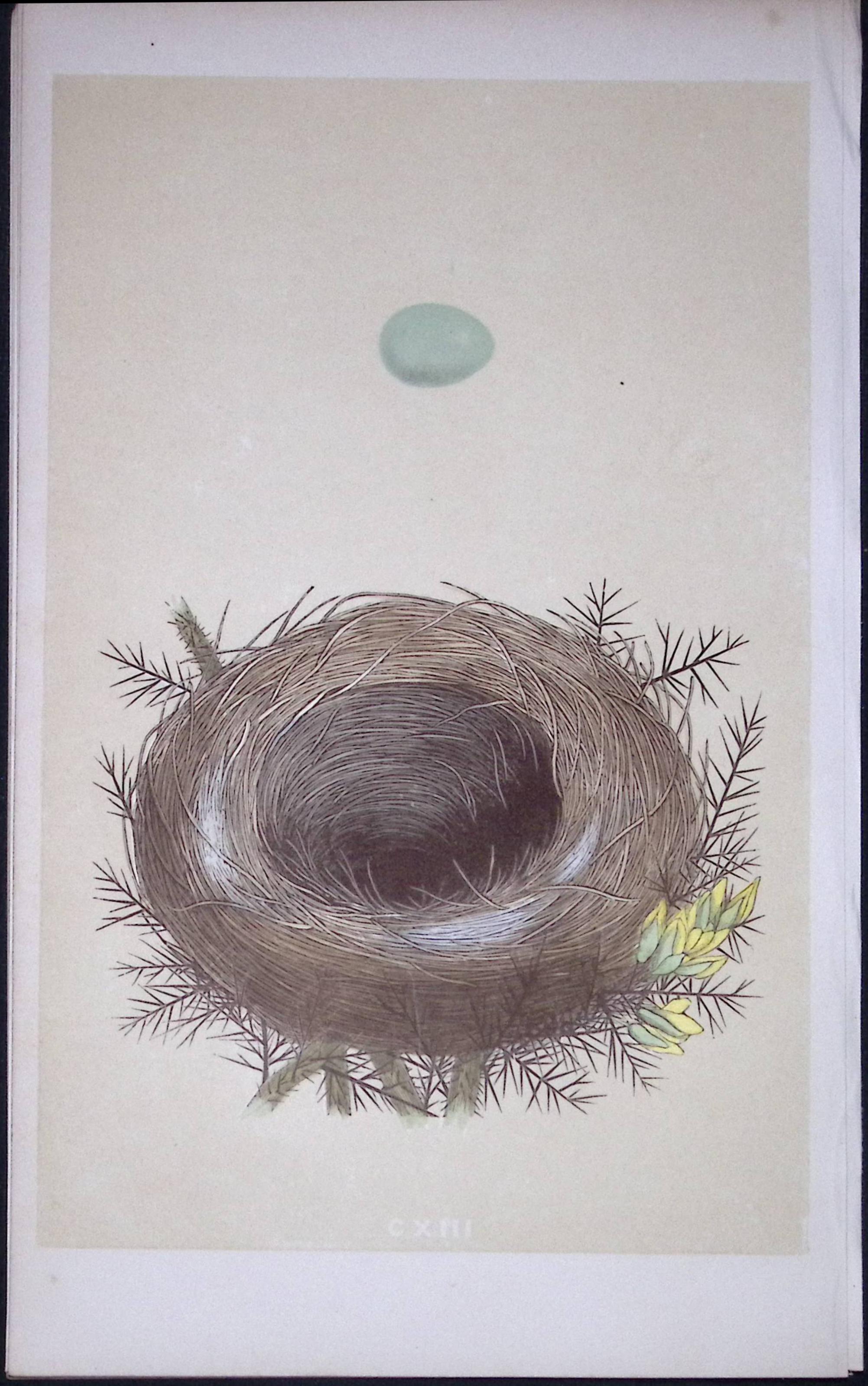 Rev Morris Whinchat Bird Nest & Egg Antique Woodblock Engraving-57