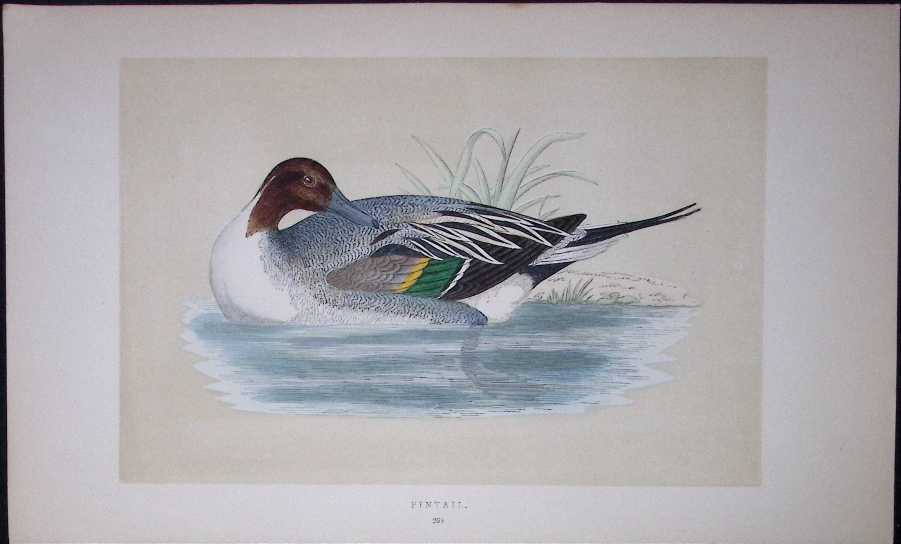 Pintail Bird- Rev Morris First Edition Antique Woodblock Engraving-87