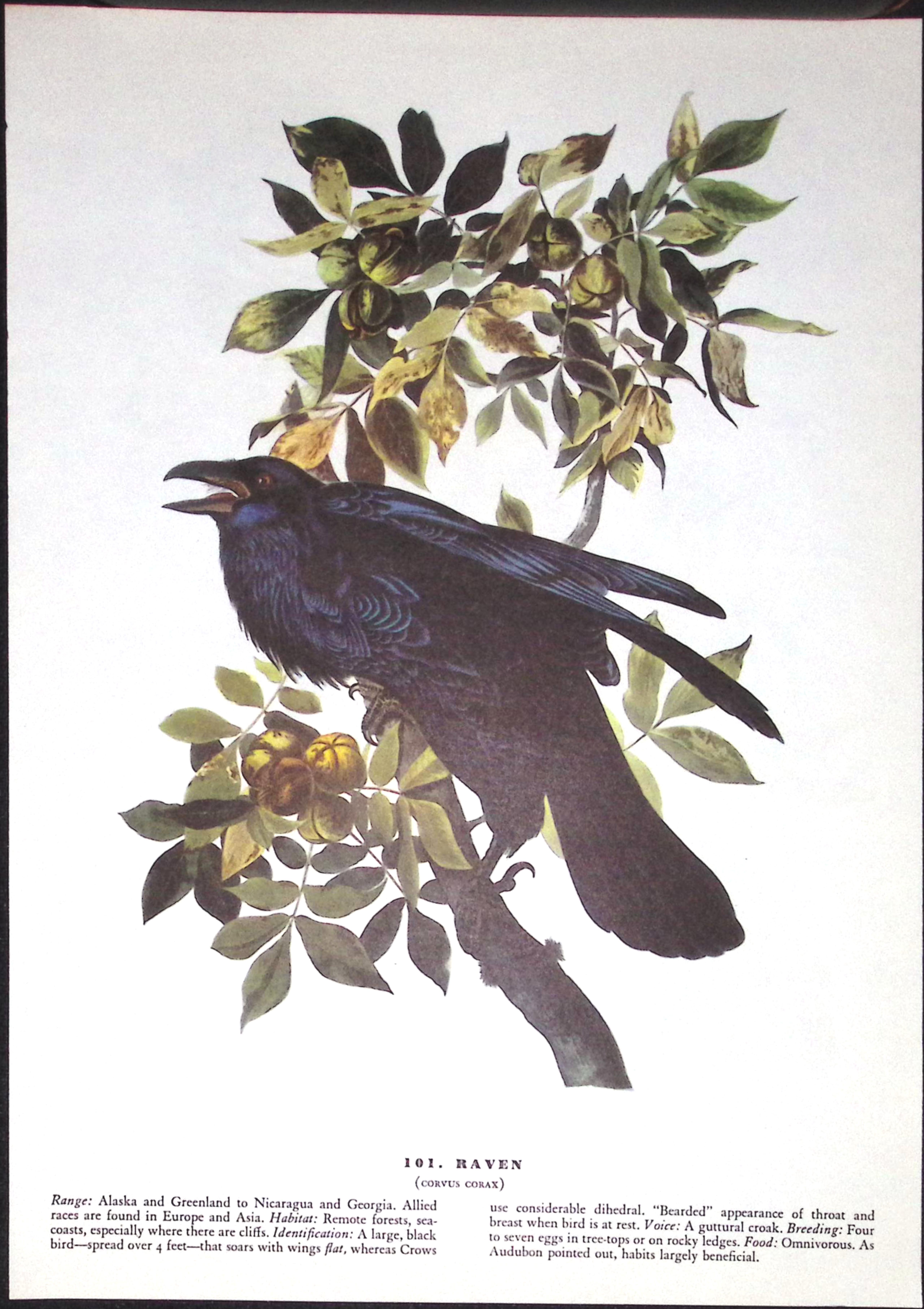 Job-Lot John James Audubon Birds of America 72-Year-Old Coloured Book Plates-28