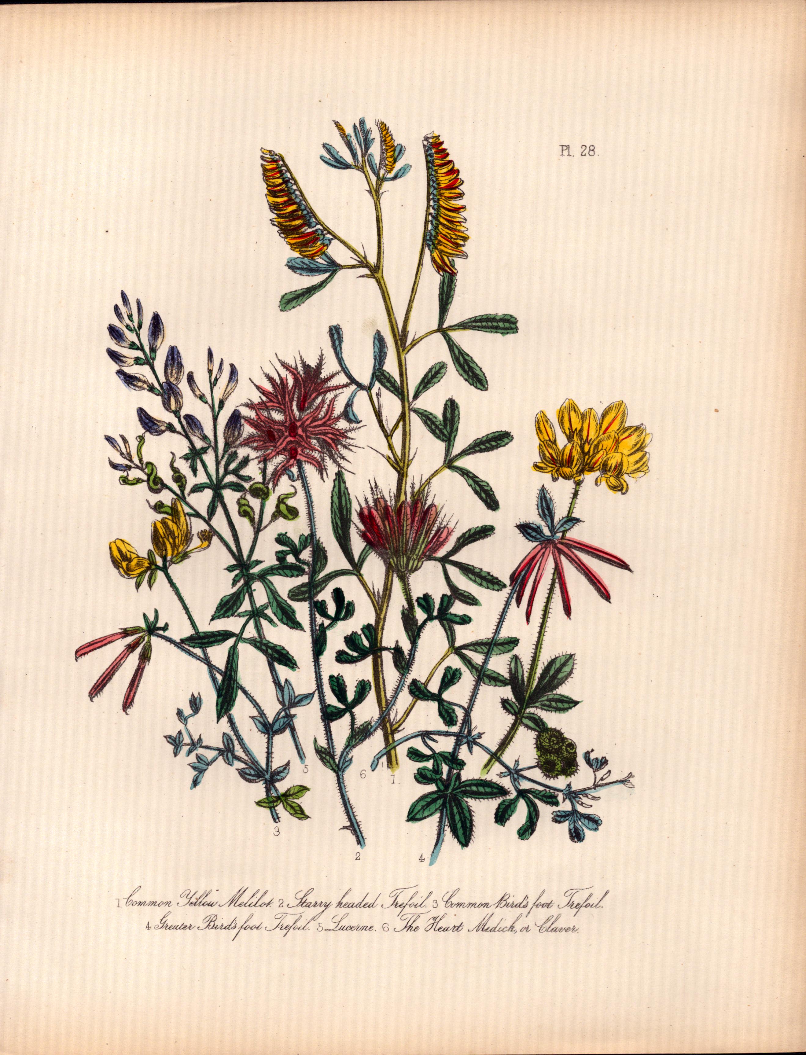 Rare 165-Yr-Old Antique Wildflower Gilt-Edged Illustration Jane Webb Loudon-28.