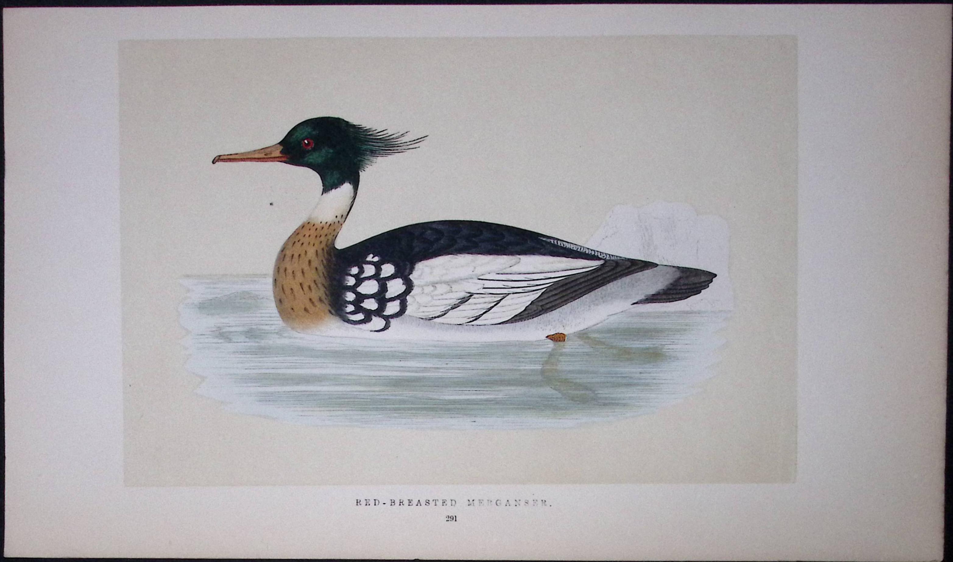 Red Breasted Merganser Bird- Rev Morris First Edition Antique Woodblock Engraving-101