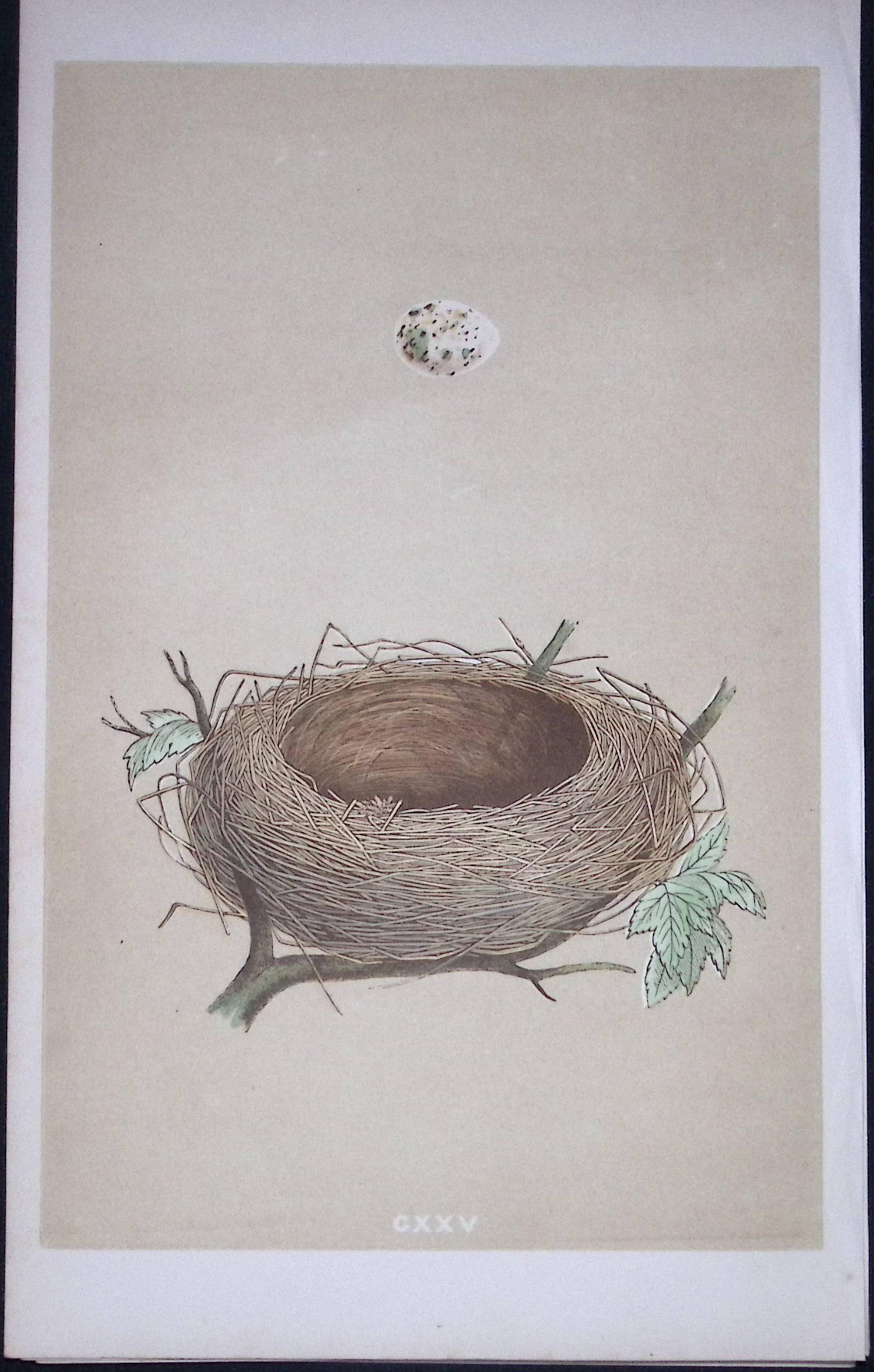 Rev Morris Lesser Whitethroat Bird Nest & Egg Antique Woodblock Engraving-66