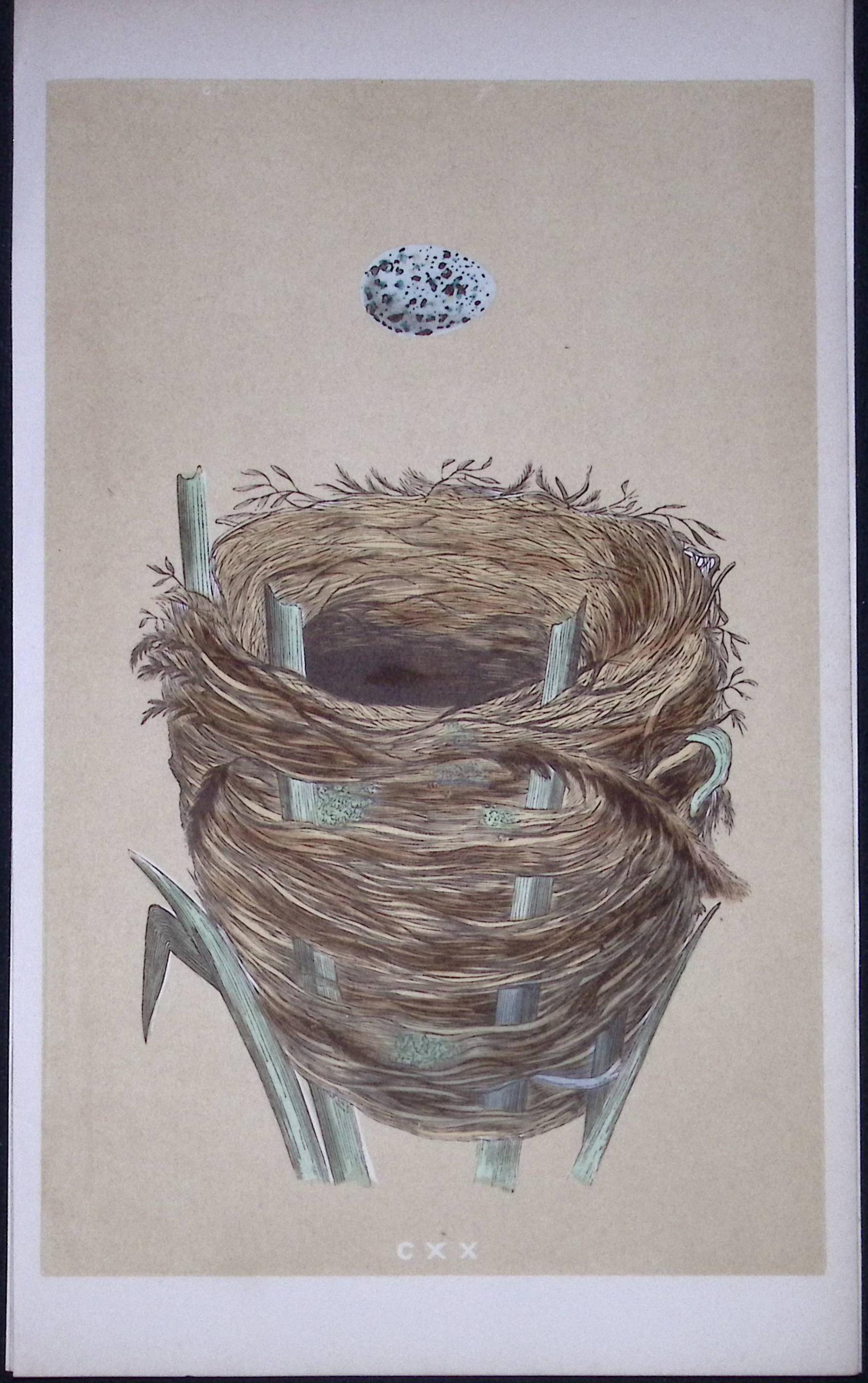 Rev Morris Sedge Warbler Bird Nest & Egg Antique Woodblock Engraving-62