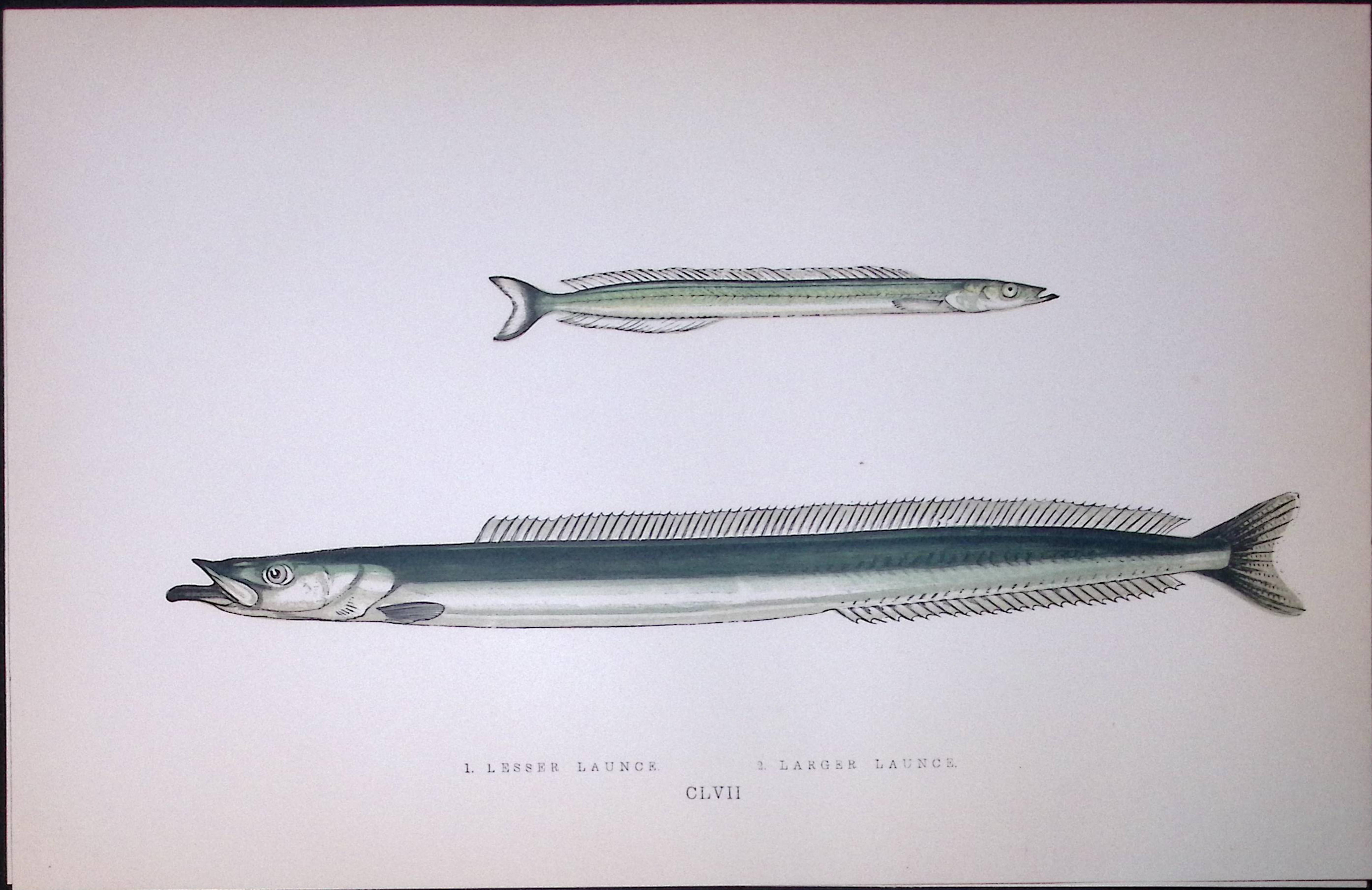 Lesser & Larger Launce Fish Scarce Antique 1877 J. Couch Woodblock Engraving-200