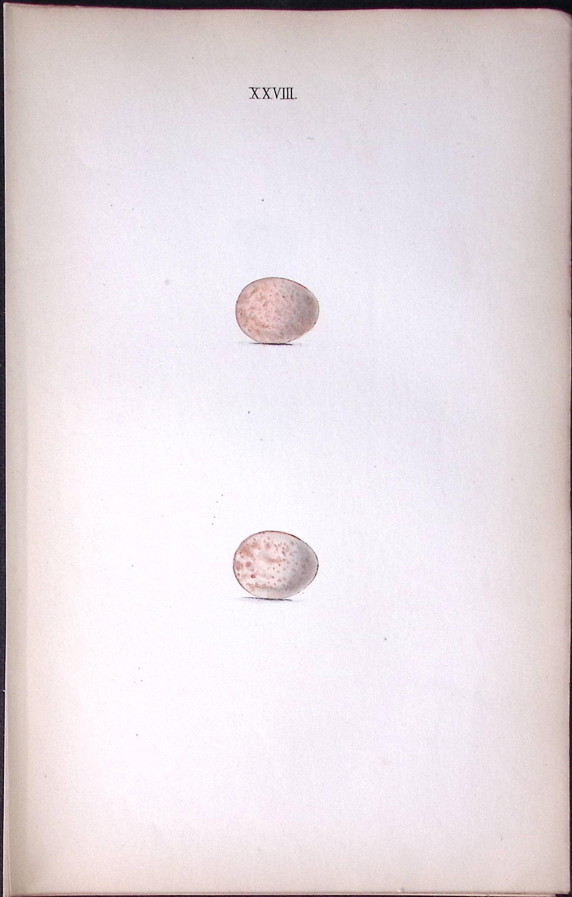 Robin Redbreast -Hewitson Antique Nests & Eggs of British Birds Print-28