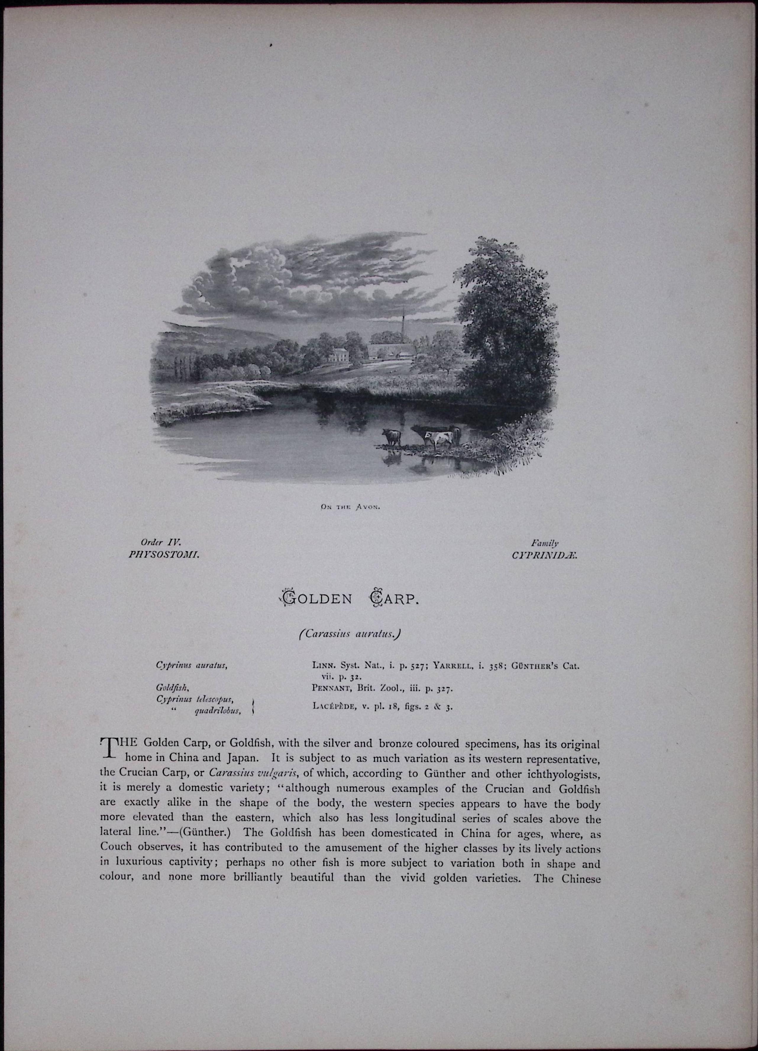 Golden & Bronze Carp Rev Houghton British Freshwater Fish 1879 Scarce Engraving-36
