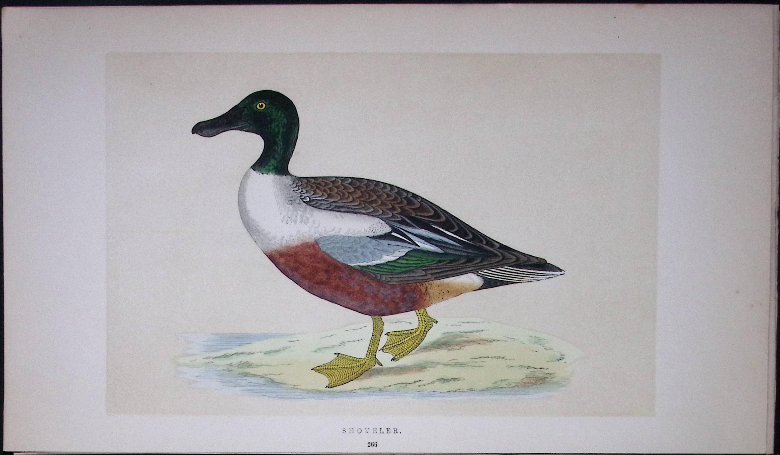 Shoveler Bird- Rev Morris First Edition Antique Woodblock Engraving-85