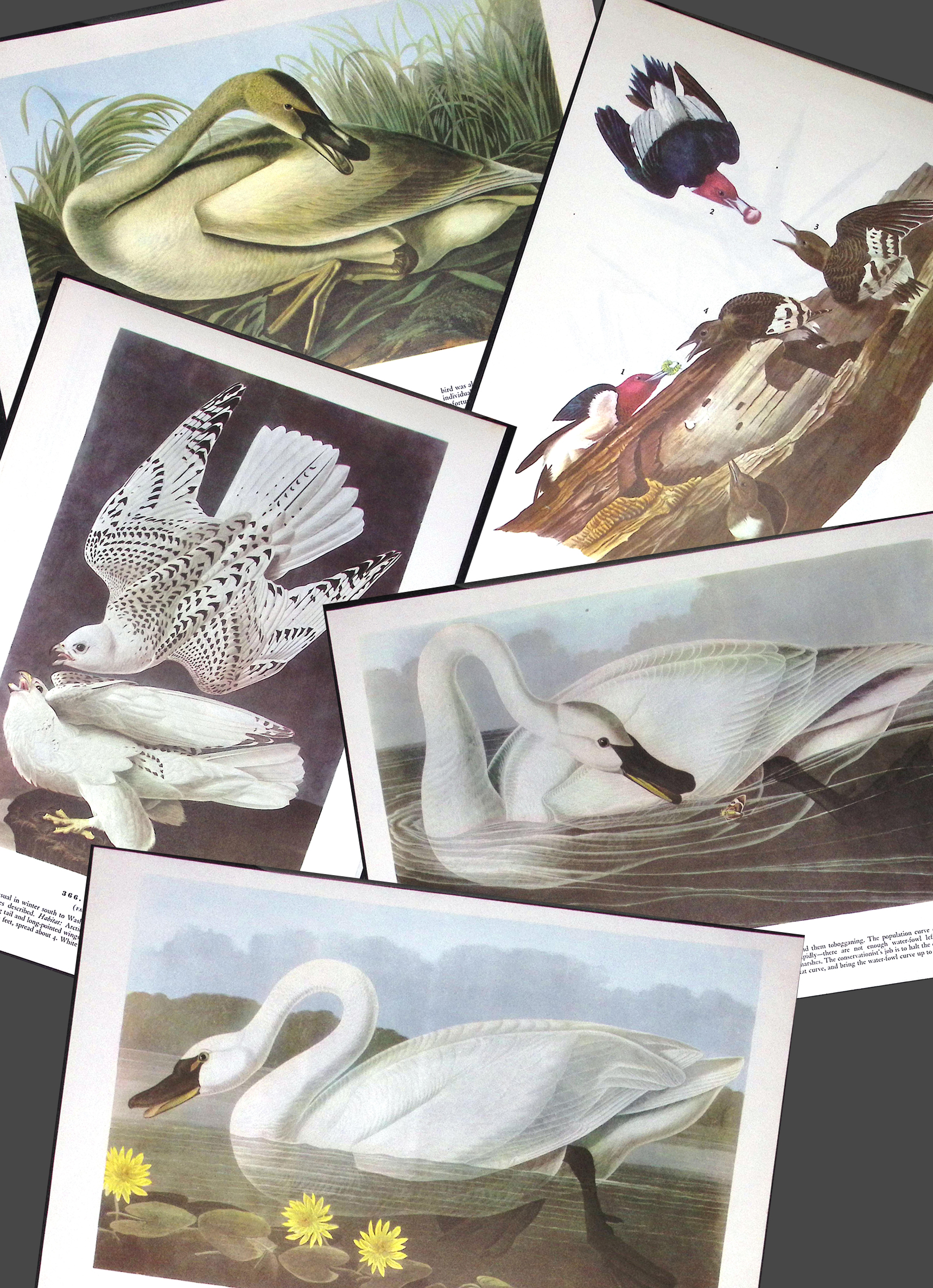 Job-Lot John James Audubon Birds of America 72-Year-Old Coloured Book Plates-25