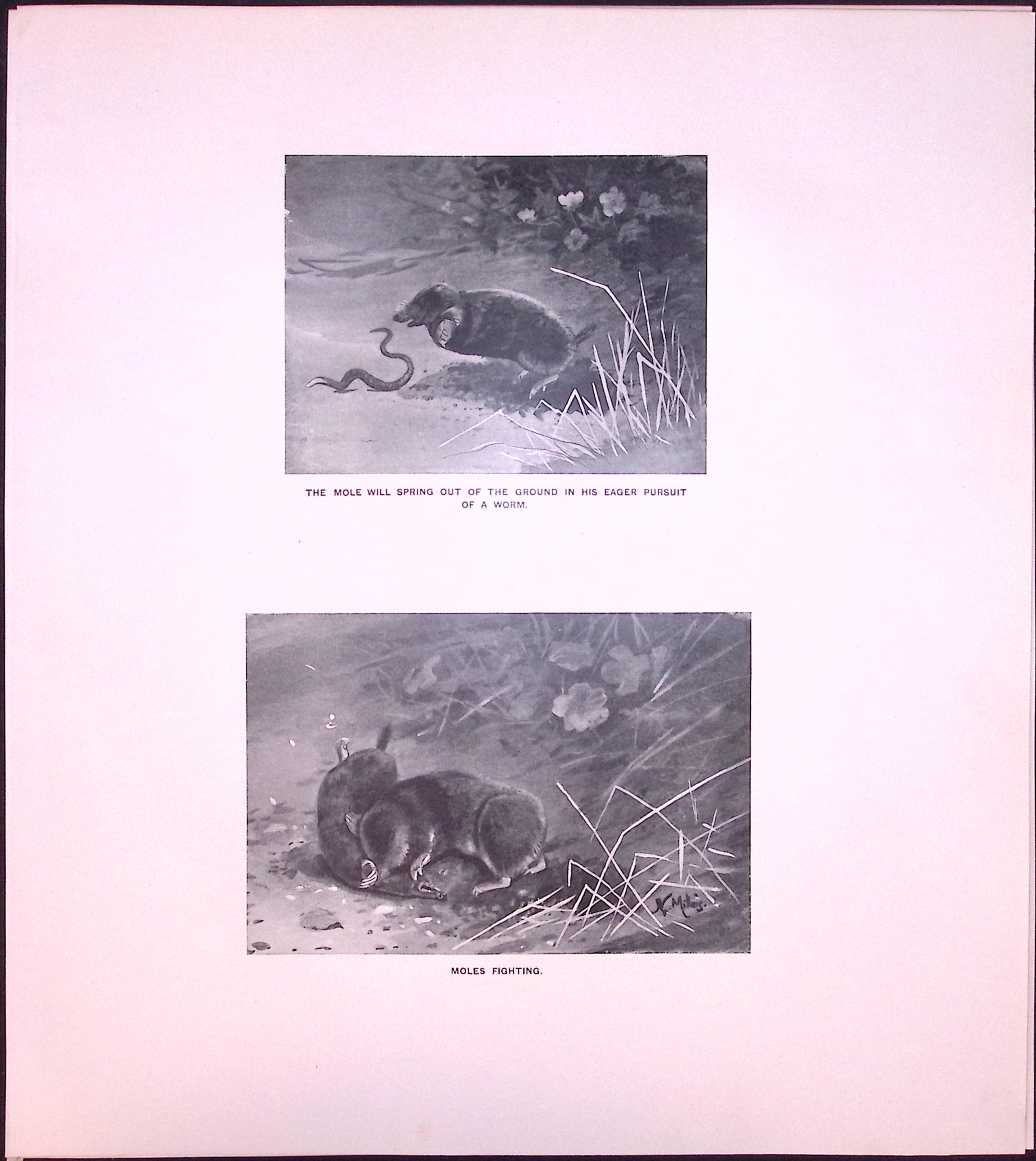 Job-Lot J.G. Millais Rare Limited-Edition Mole Family Species Antique Prints-22