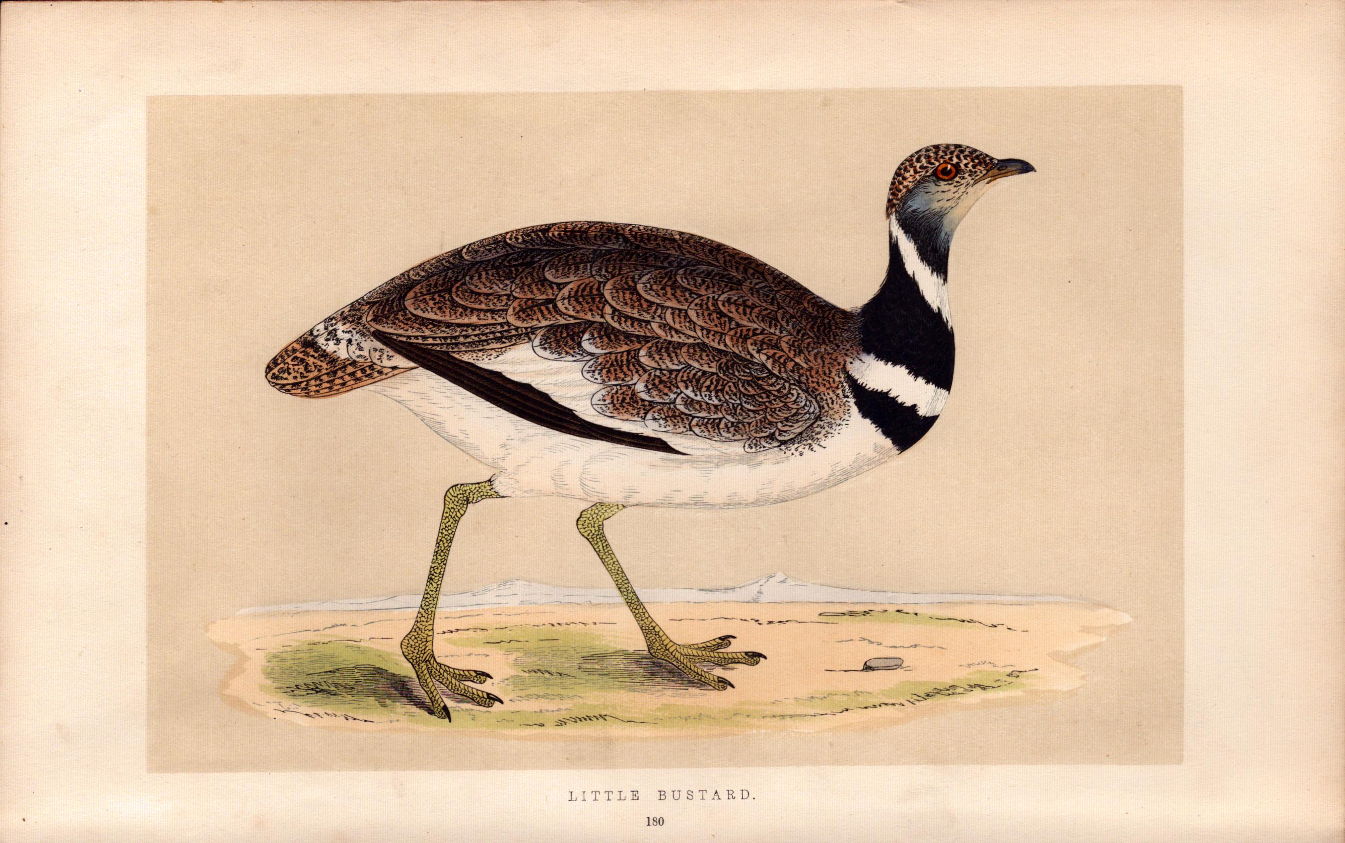 Little Bustard Rev Morris Antique History of British Birds Engraving.