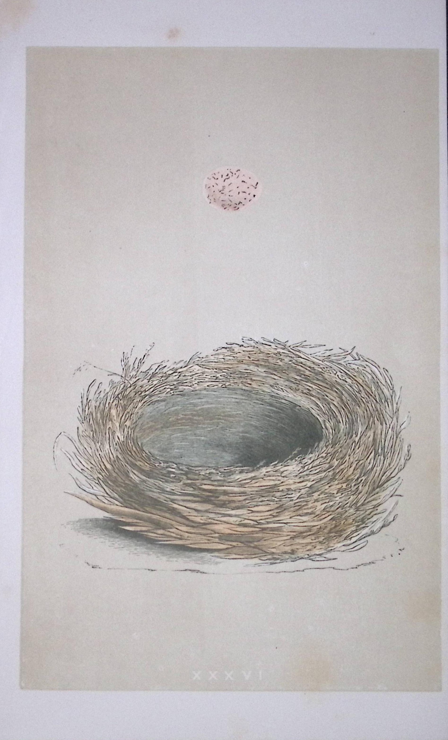 Rev Morris Bearded Tit Bird Nest & Egg Antique Woodblock Engraving-8d