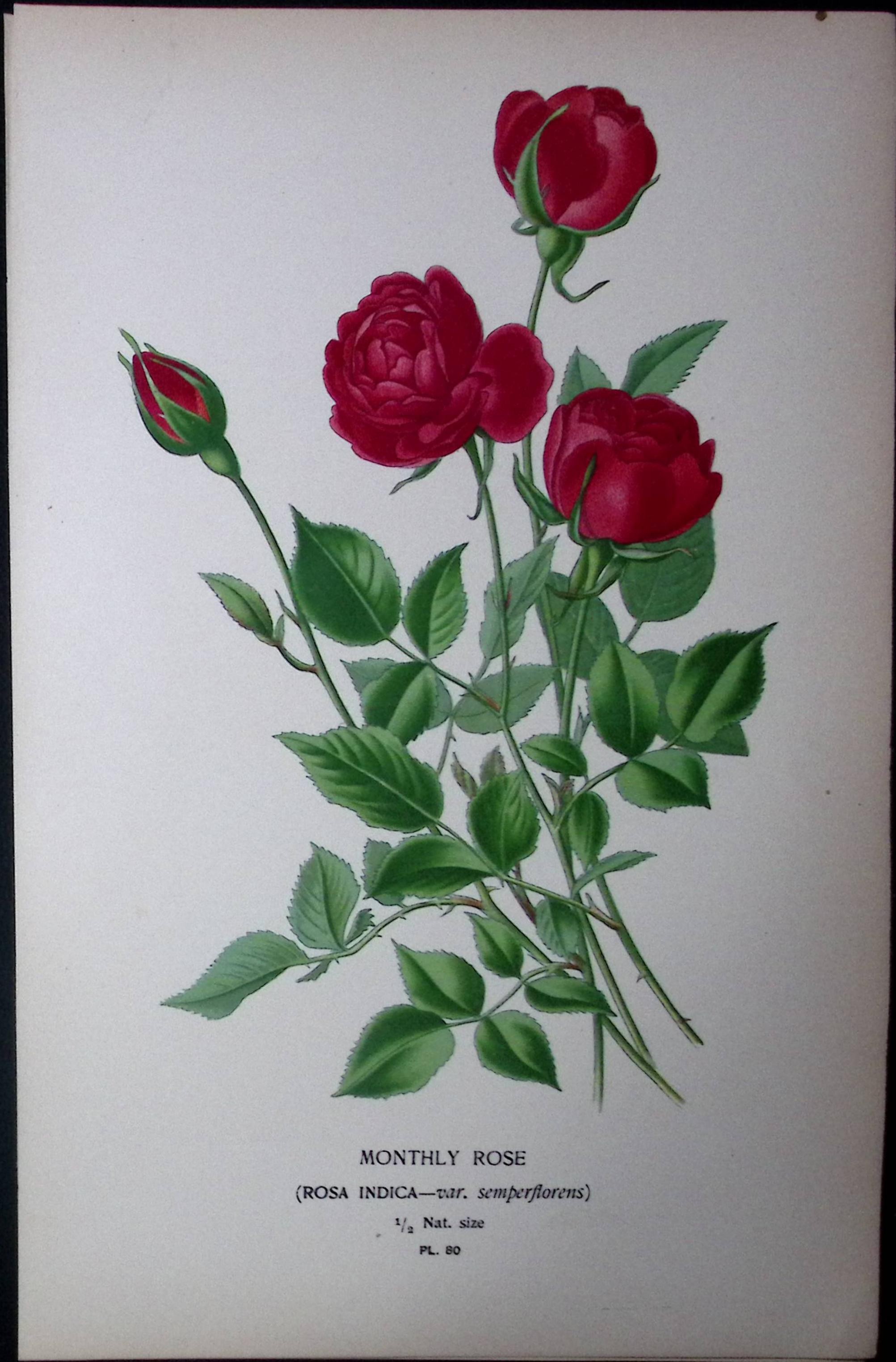Monthly Rose Edward Step Rare Antique Botanical Book Plate-80