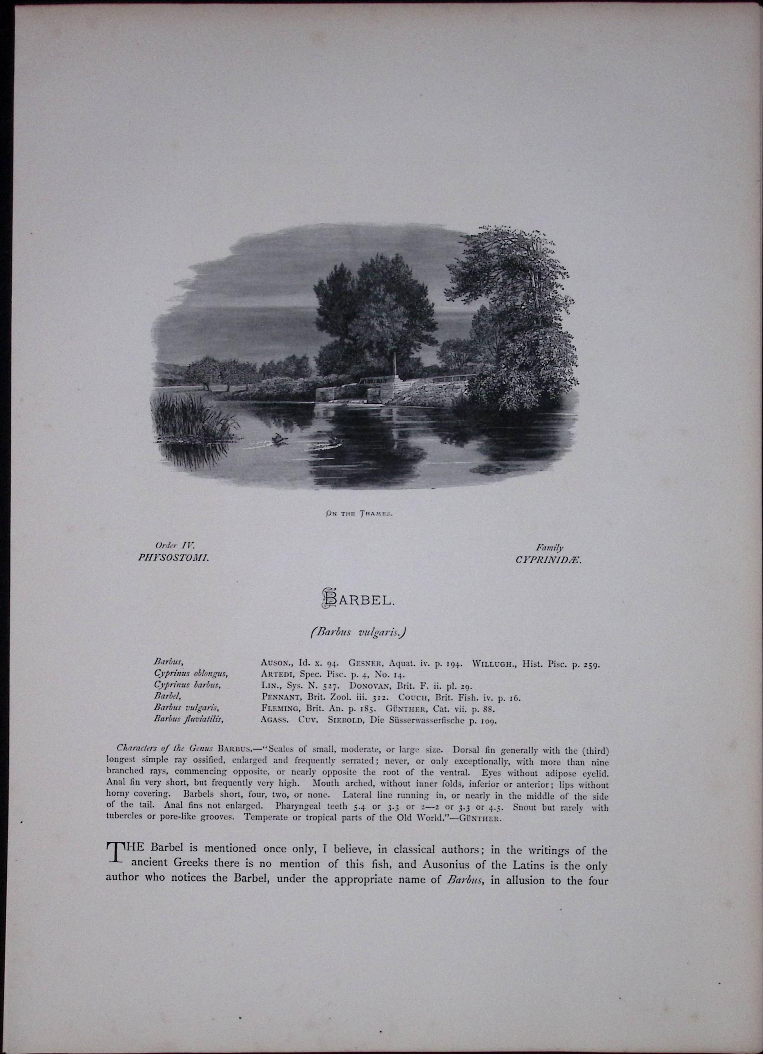 Gudgeon & Barbel Rev Houghton British Freshwater Fish 1879 Scarce Engraving-35
