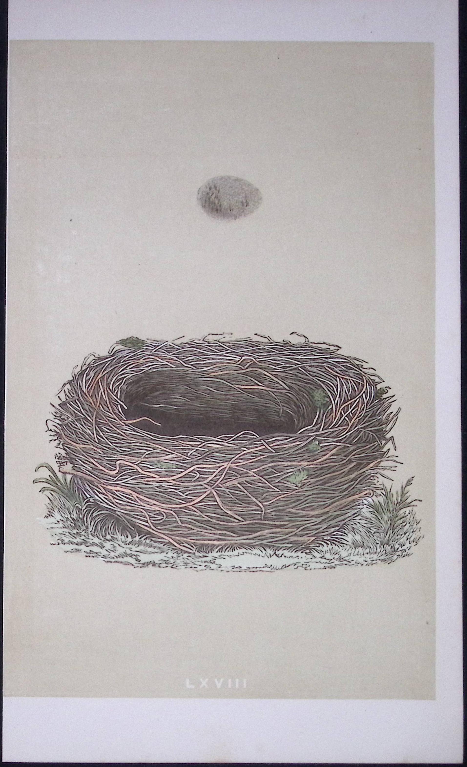 Rev Morris Meadow Pipit Bird Nest & Egg Antique Woodblock Engraving-18