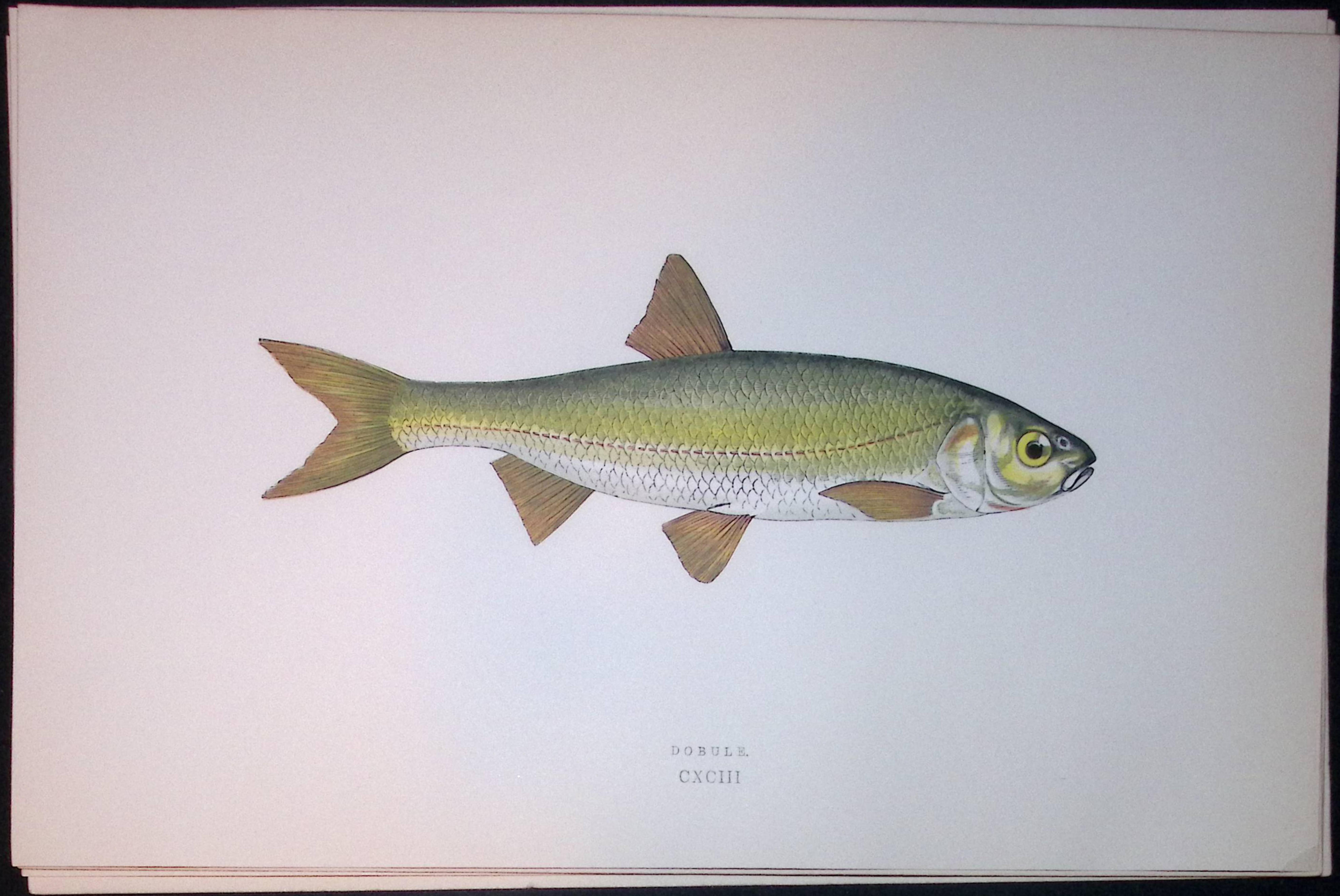 Dobule Fish Scarce Antique 1877 J. Couch Woodblock Engraving-129