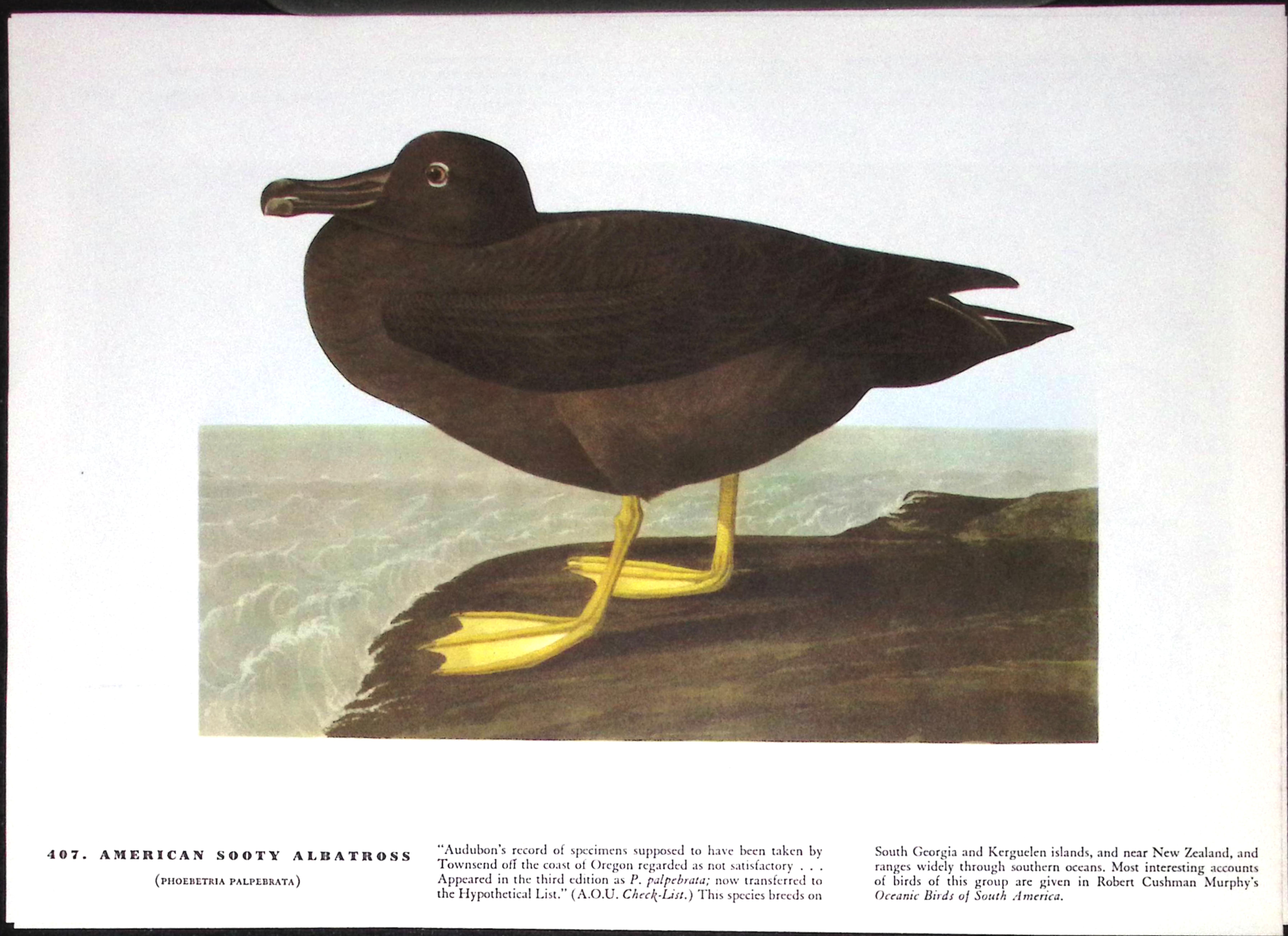Job-Lot John James Audubon Birds of America 72-Year-Old Coloured Book Plates-21