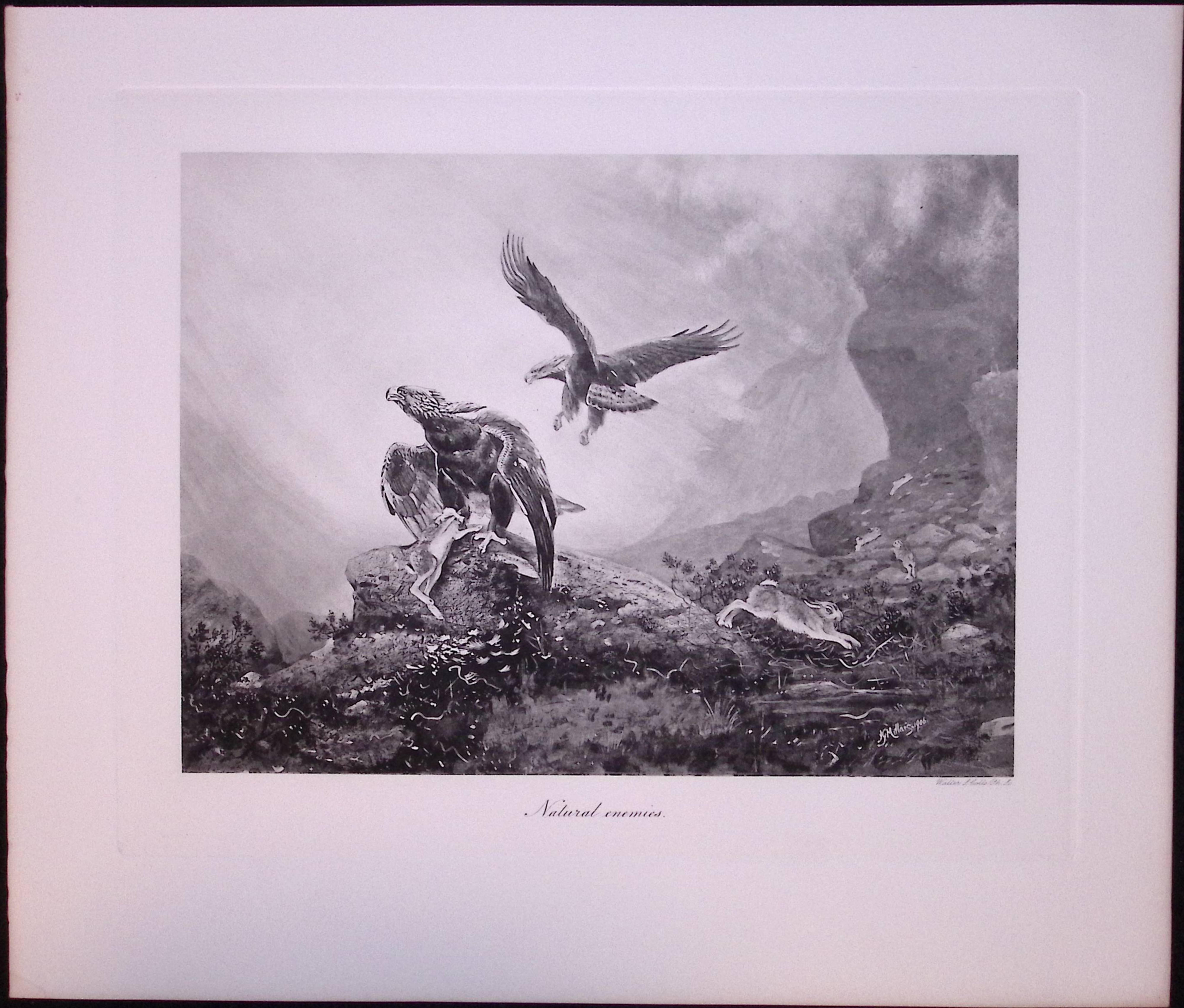 Job-Lot J.G. Millais Rare Limited-Edition Eagle ,Herons Otter, Walrus, Antique Prints-28