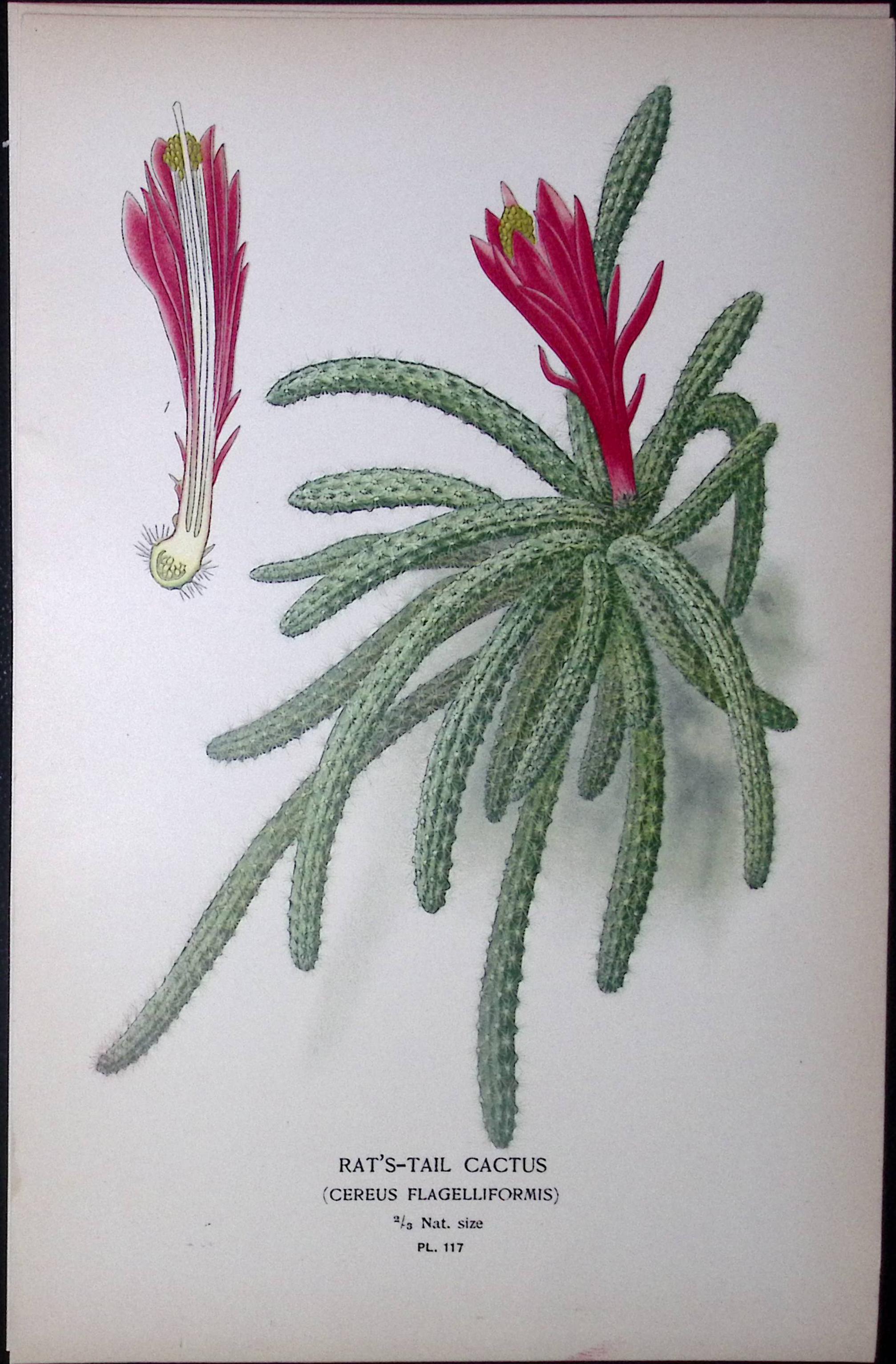 Rat’s Tail Cactus Edward Step Rare Antique Botanical Book Plate-117